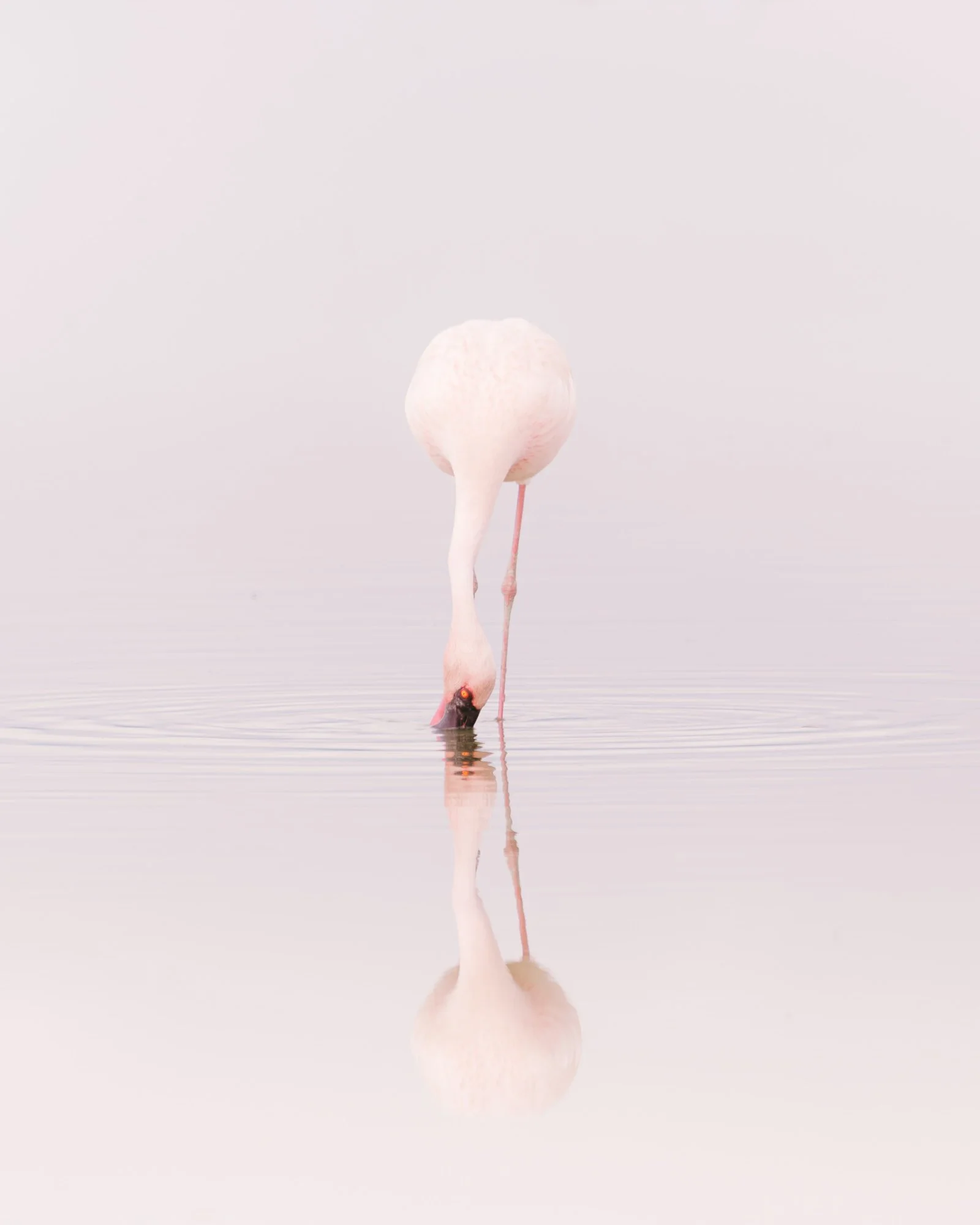 Bird Flamingo High Key Narcissus Reflection P.jpg