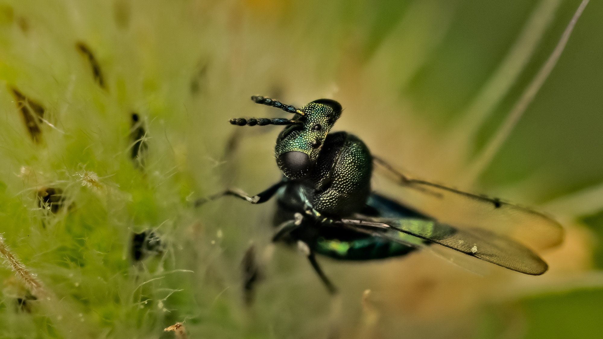Macro Insect Cuckoo Wasp on Grass L.jpg