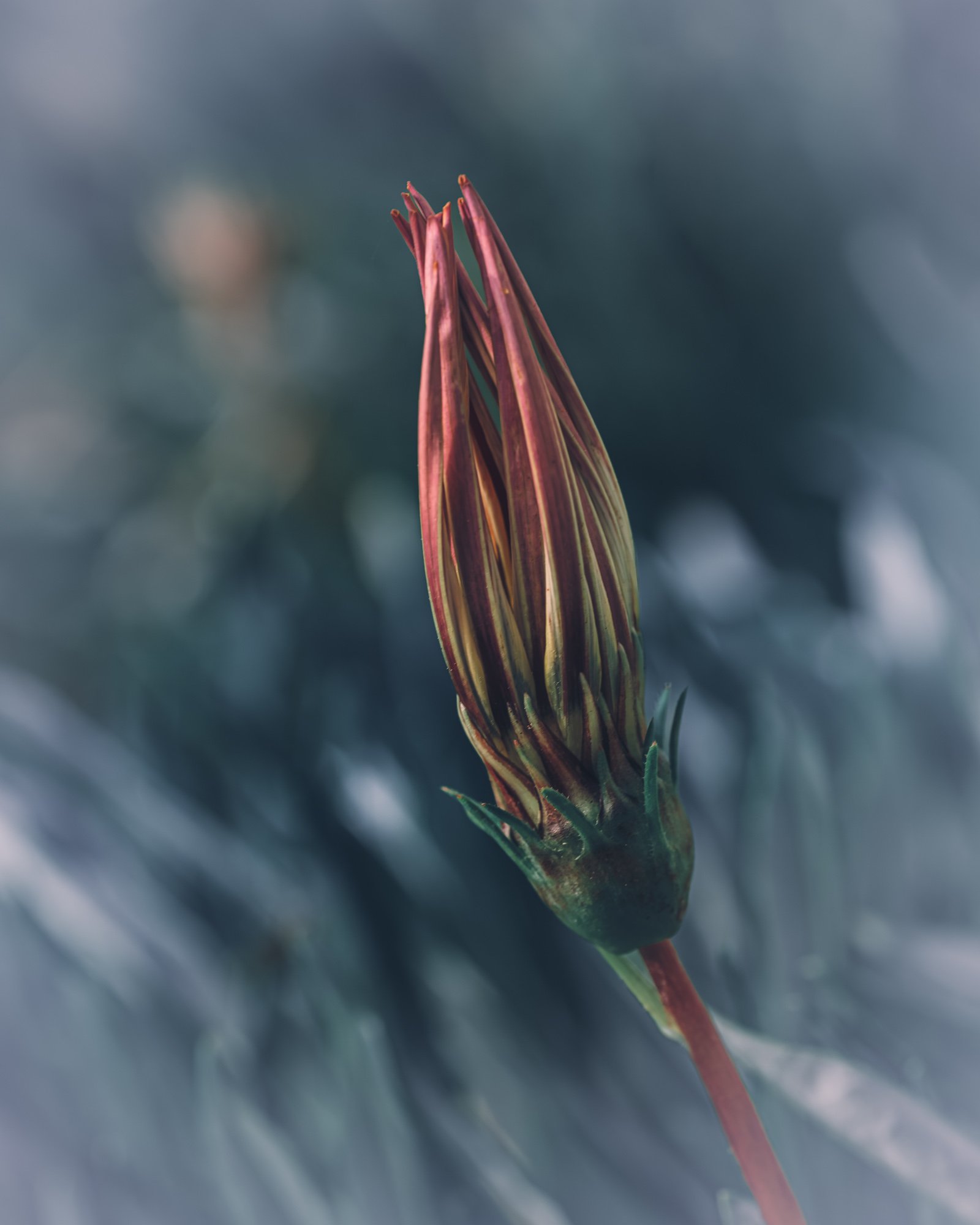 Macro Gazania Moody Faded P.jpg