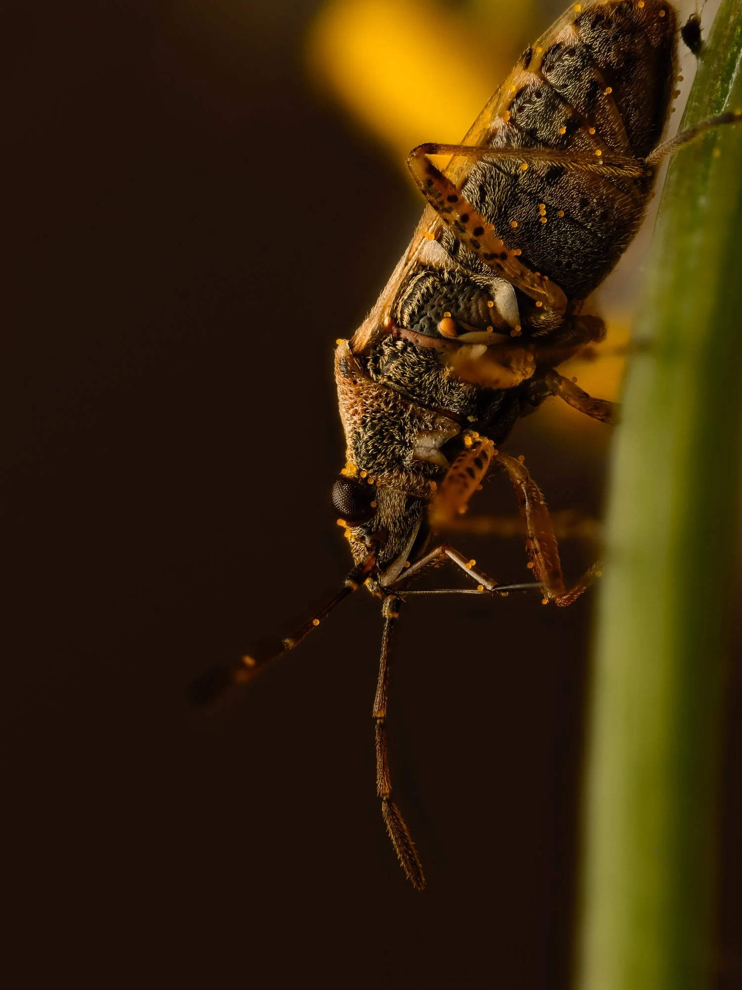 Macro Bug Glowing Tones P.jpg