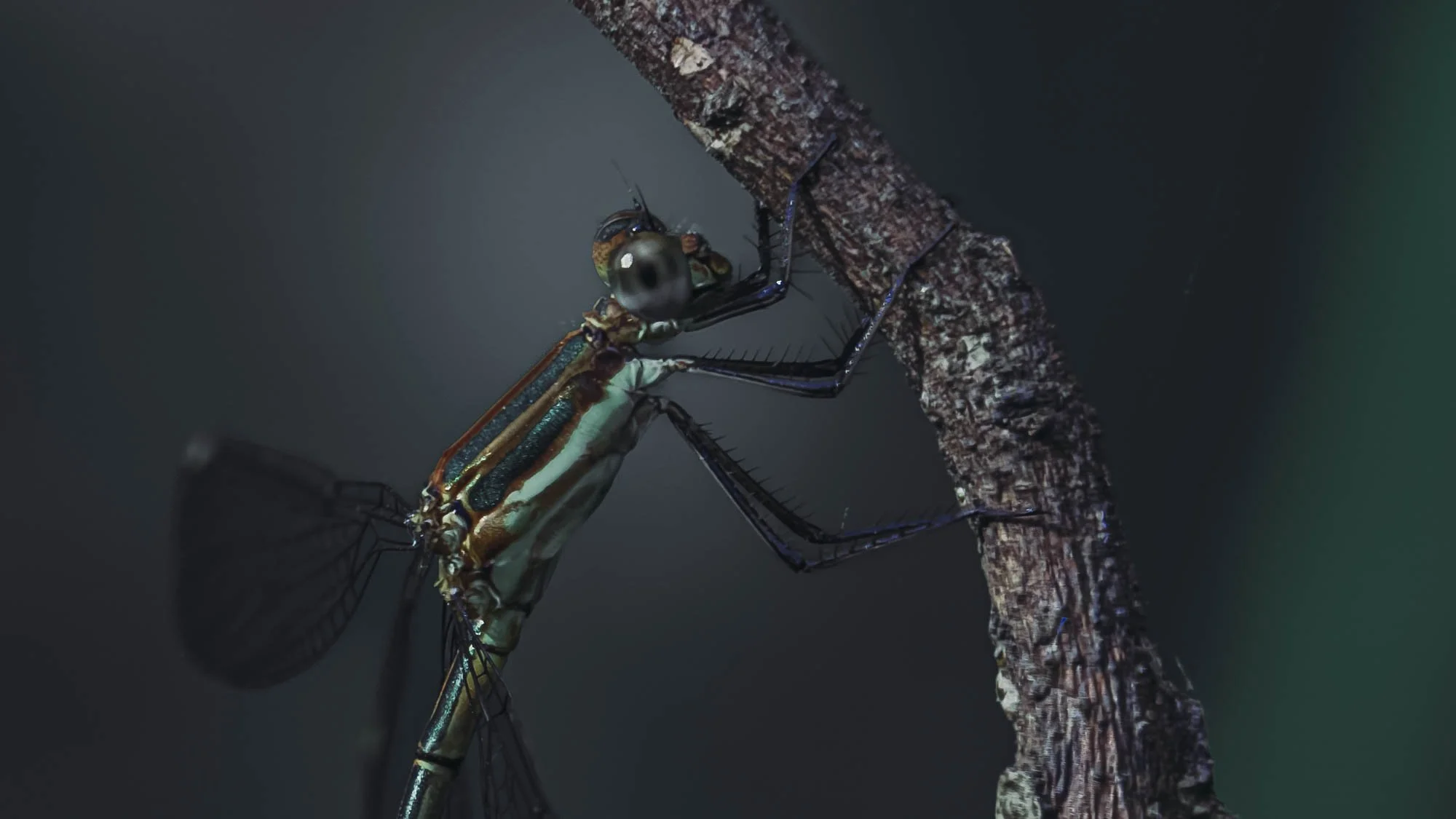 Macro Insect Dragonfly Green Hanging from Branch Karura L.jpg