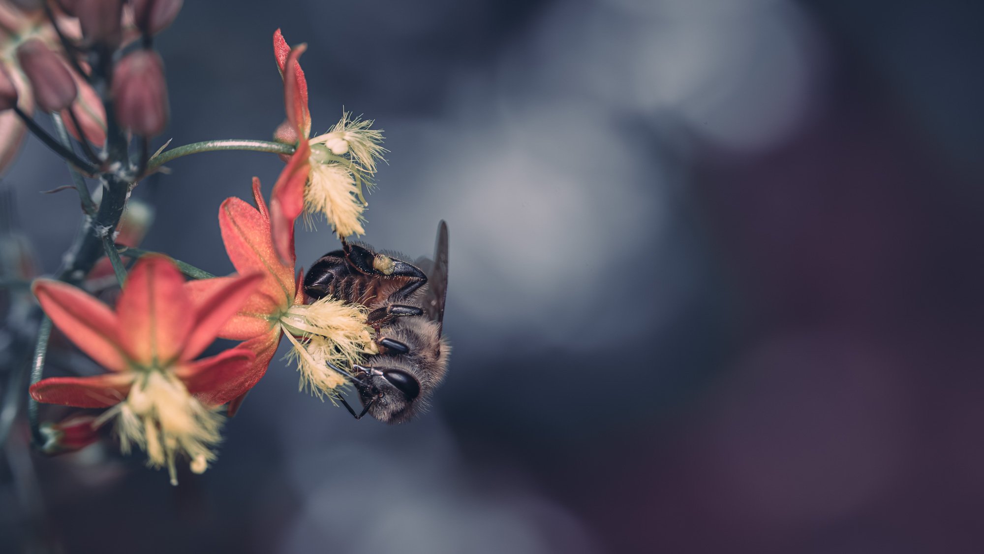 Macro Orange Bulbine with Bee Upside Down Moody Blue L.jpg