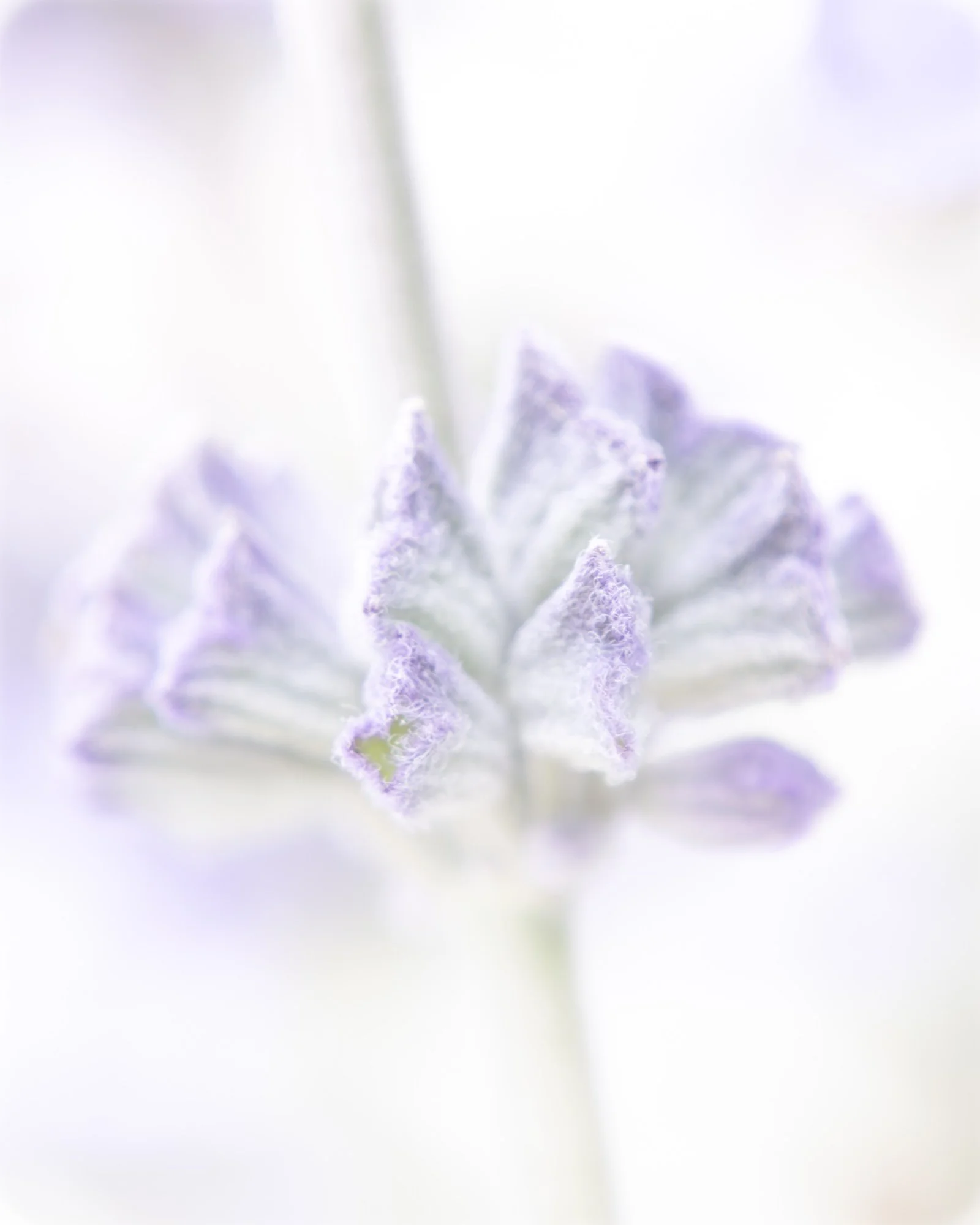 Macro Flower High Key Salvia P.jpg