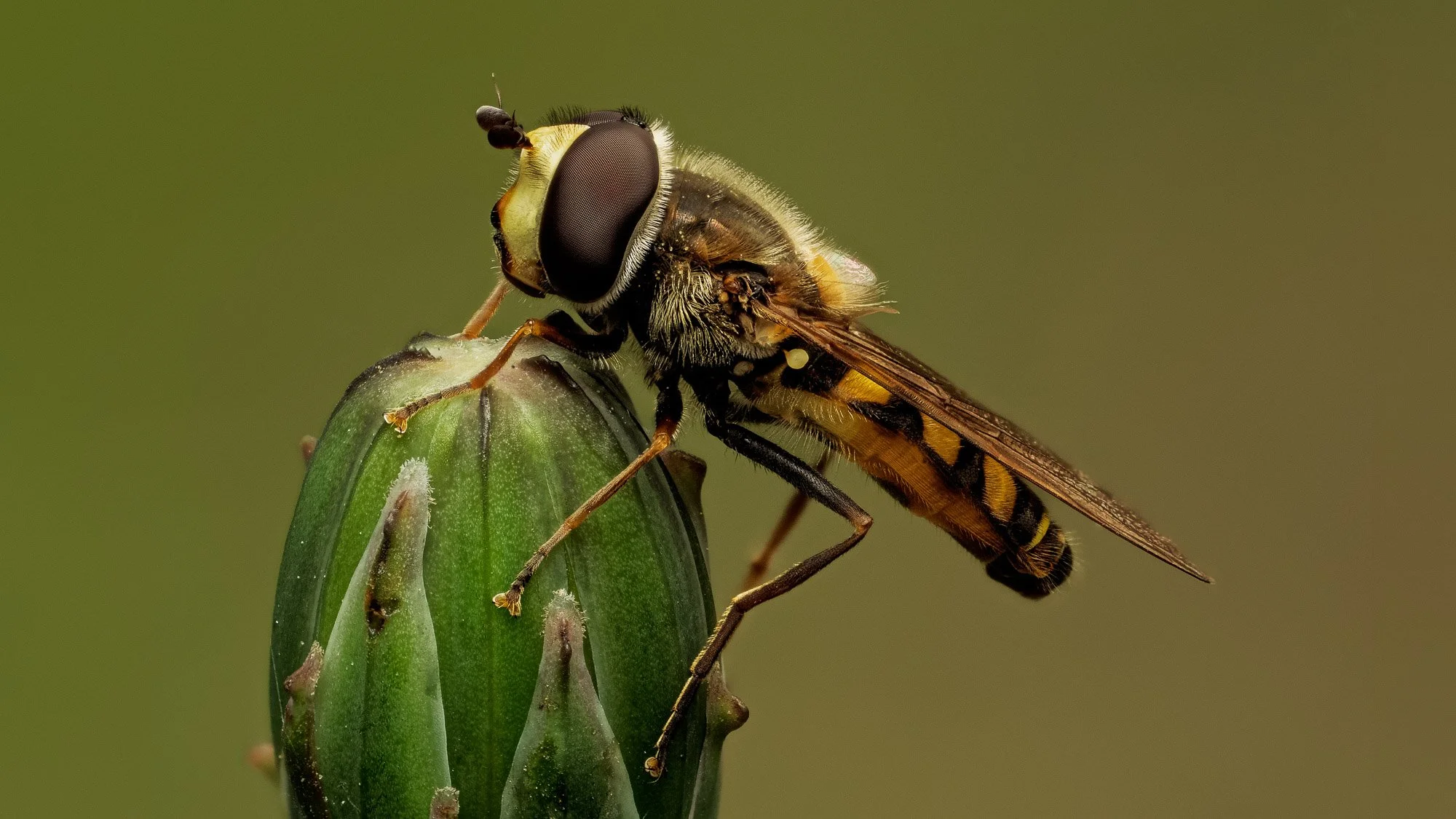 Macro Insect Hoverfly at Rest L.jpg