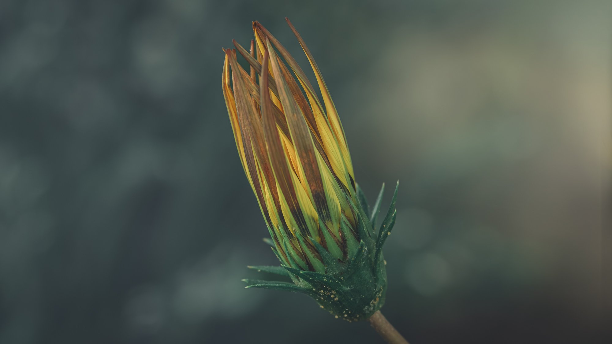 Macro Flower Red Yellow Gazania Moody Bokeh L.jpg