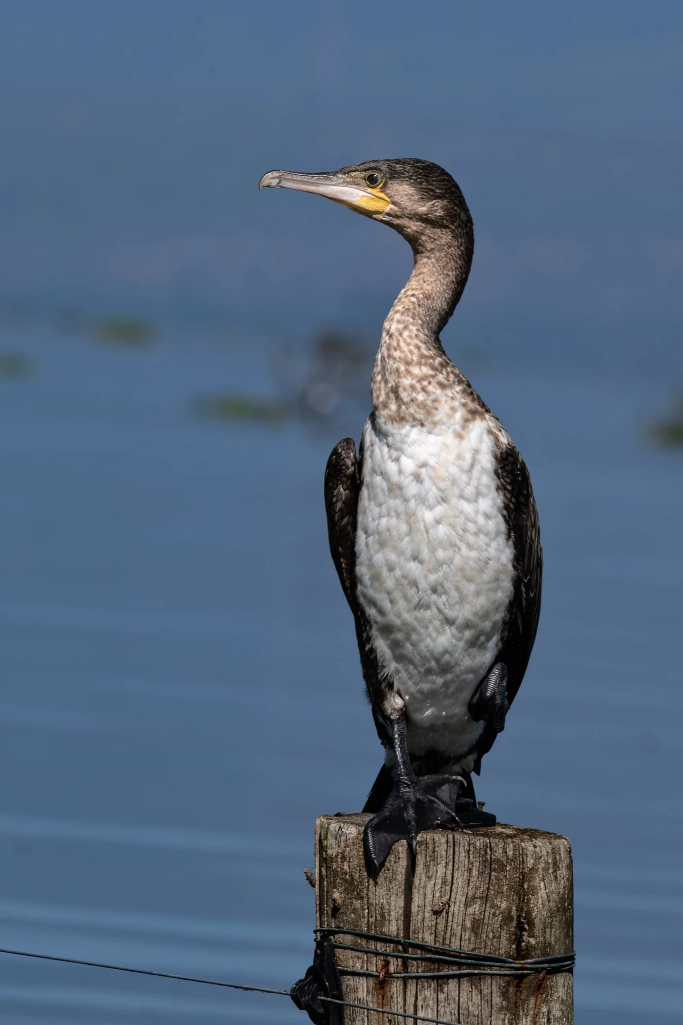 Wildlife Bird Cormorant Atop Post P.jpg