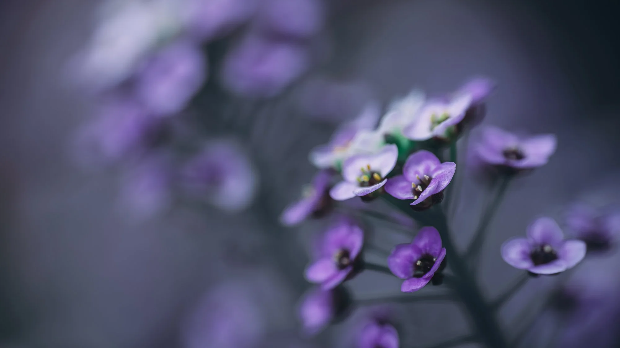 Macro Flower Purple Alyssum L.jpg