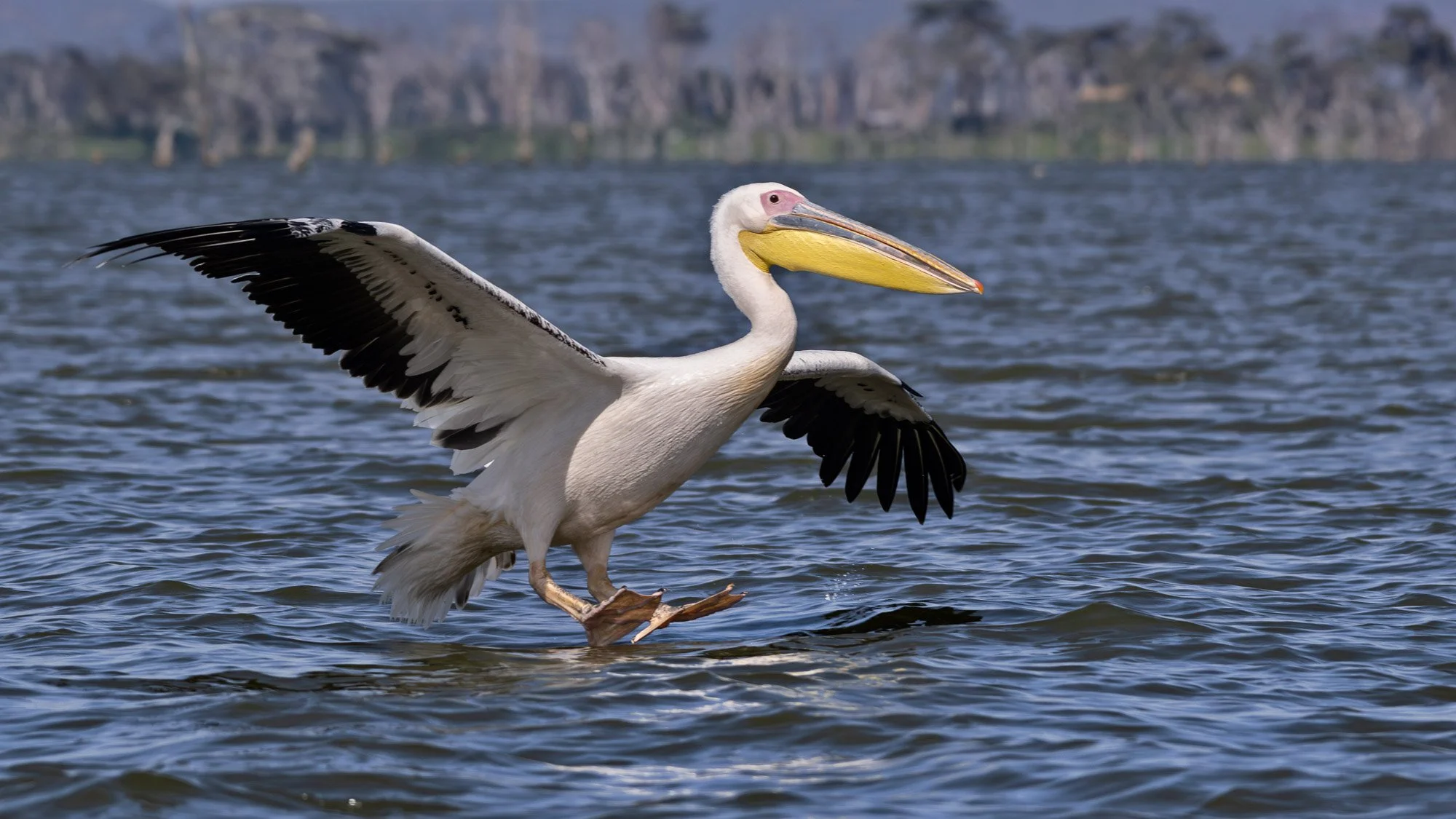 Wildlife Bird Pelican Landing On Lake Naivasha L.jpg