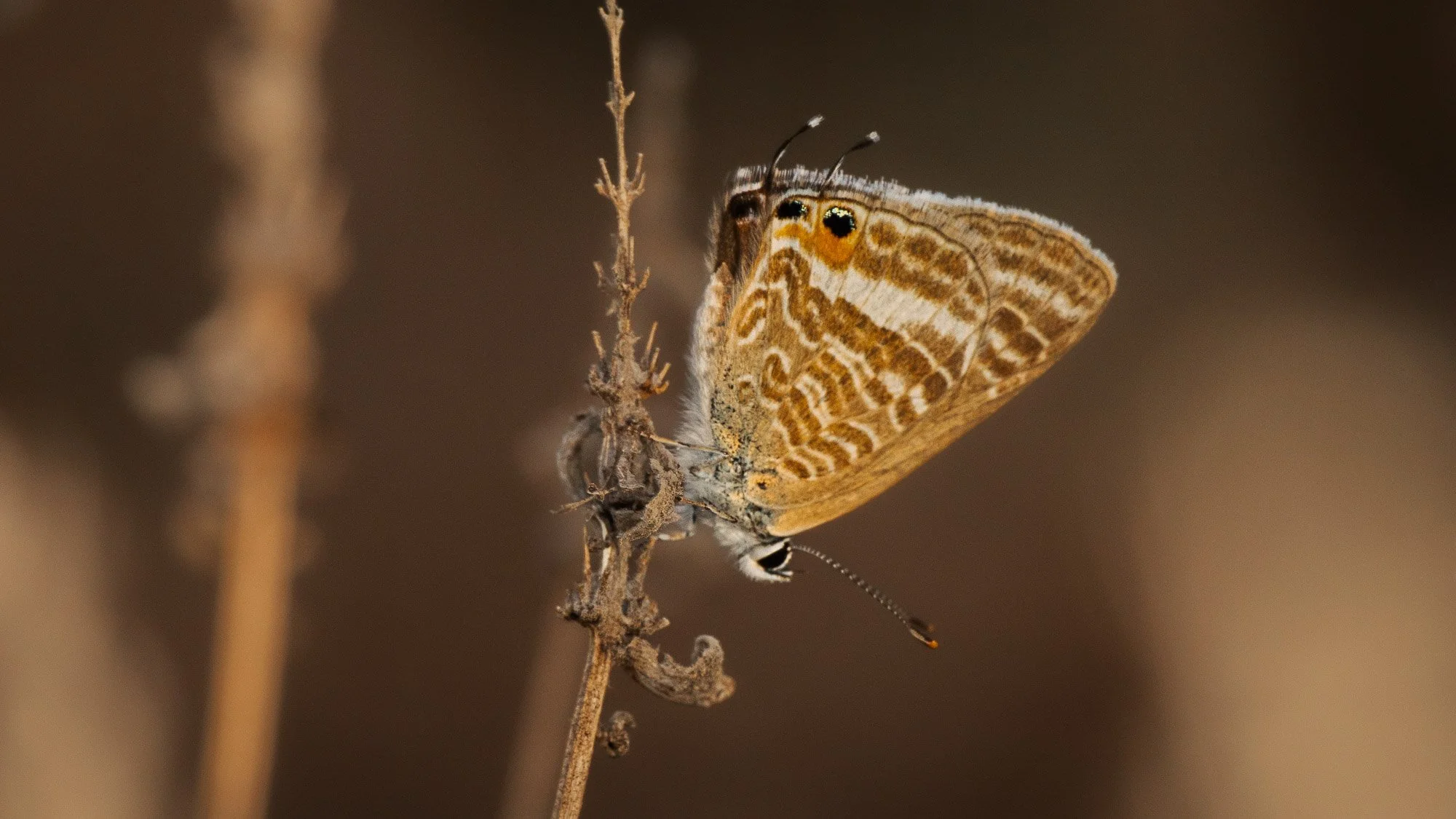 Macro Insect Long-tailed Blue Butterfly L.jpg