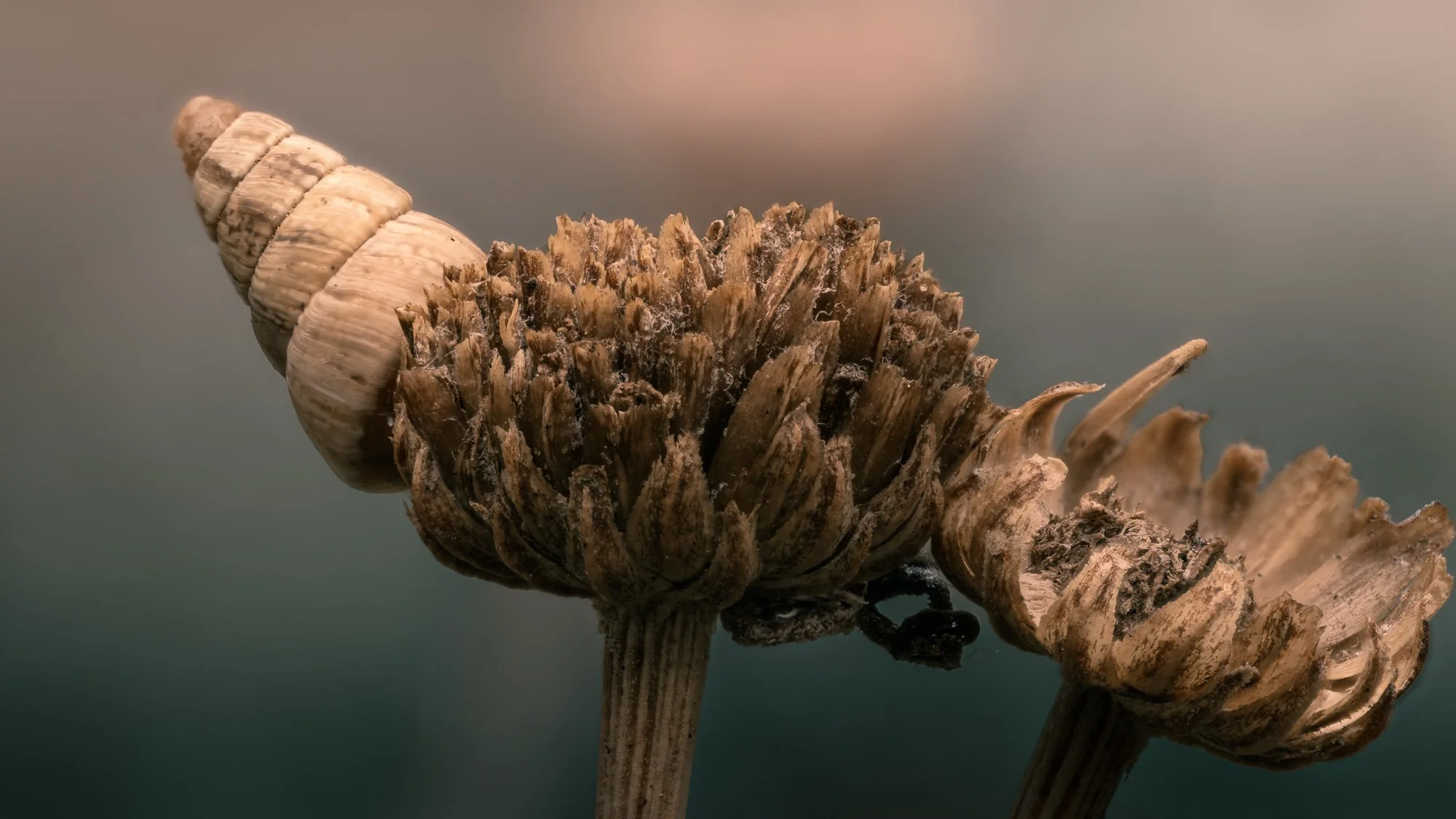 Macro Snail Shell On Cotton Lavender L.jpg