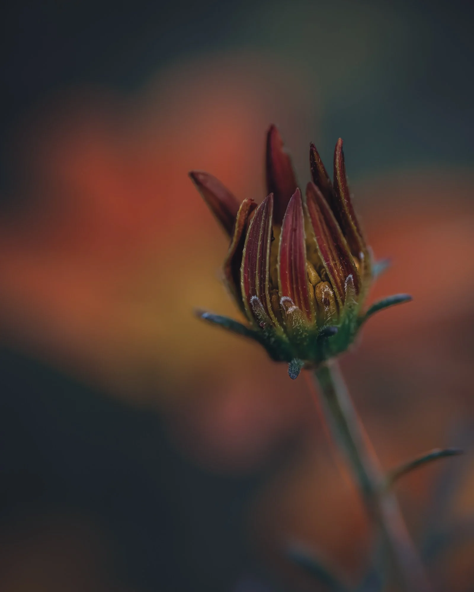 Macro Flower Gazania Bud Red P.jpg