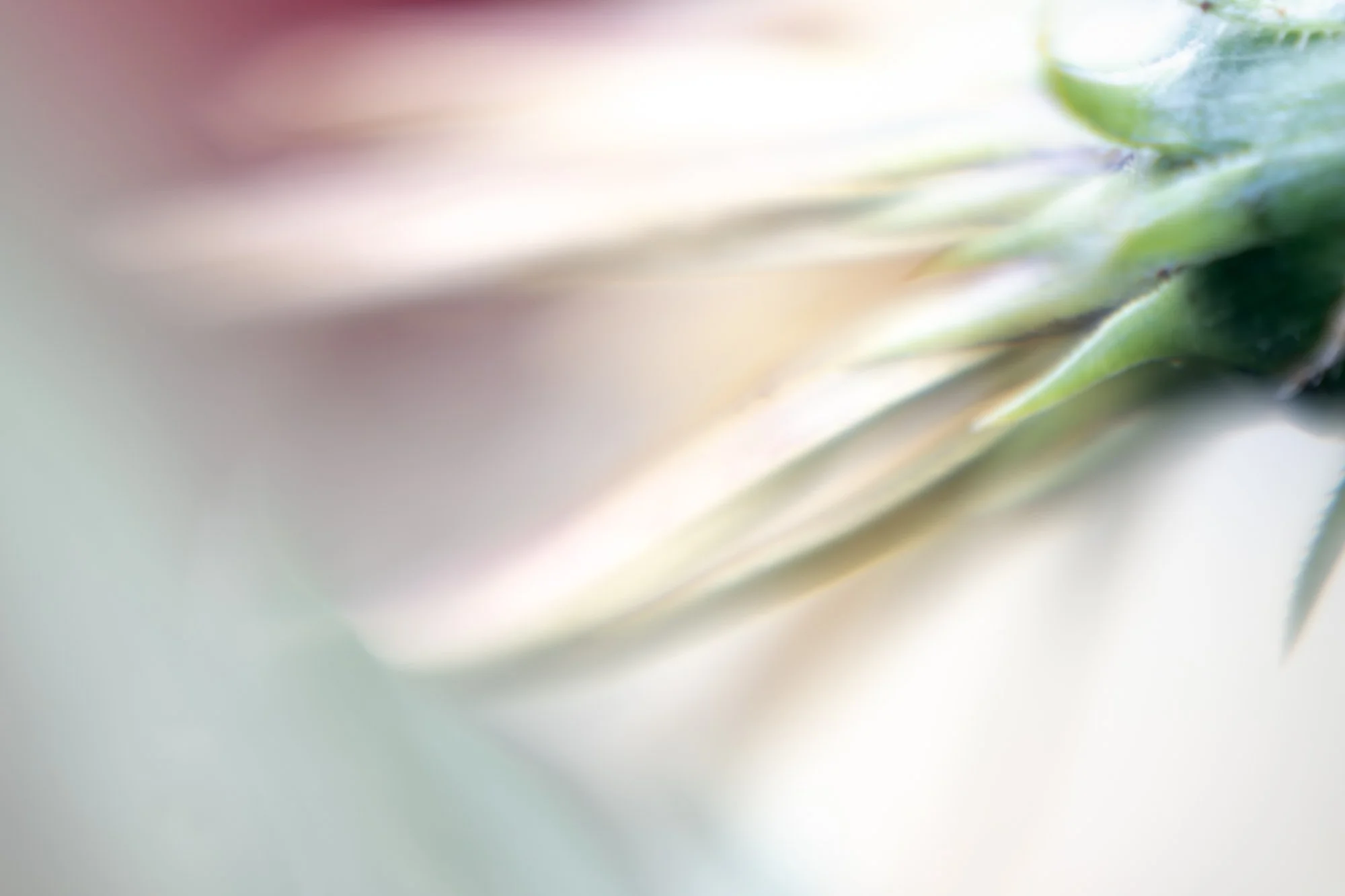 Macro High Key Flower Rear L.jpg