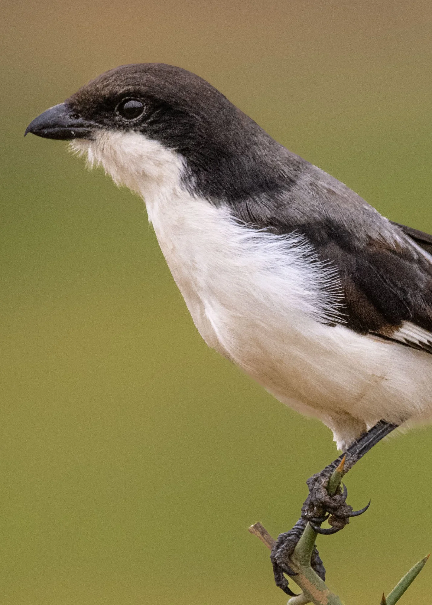 Wildlife Bird Long Tailed Fiscal Portrait P.jpg