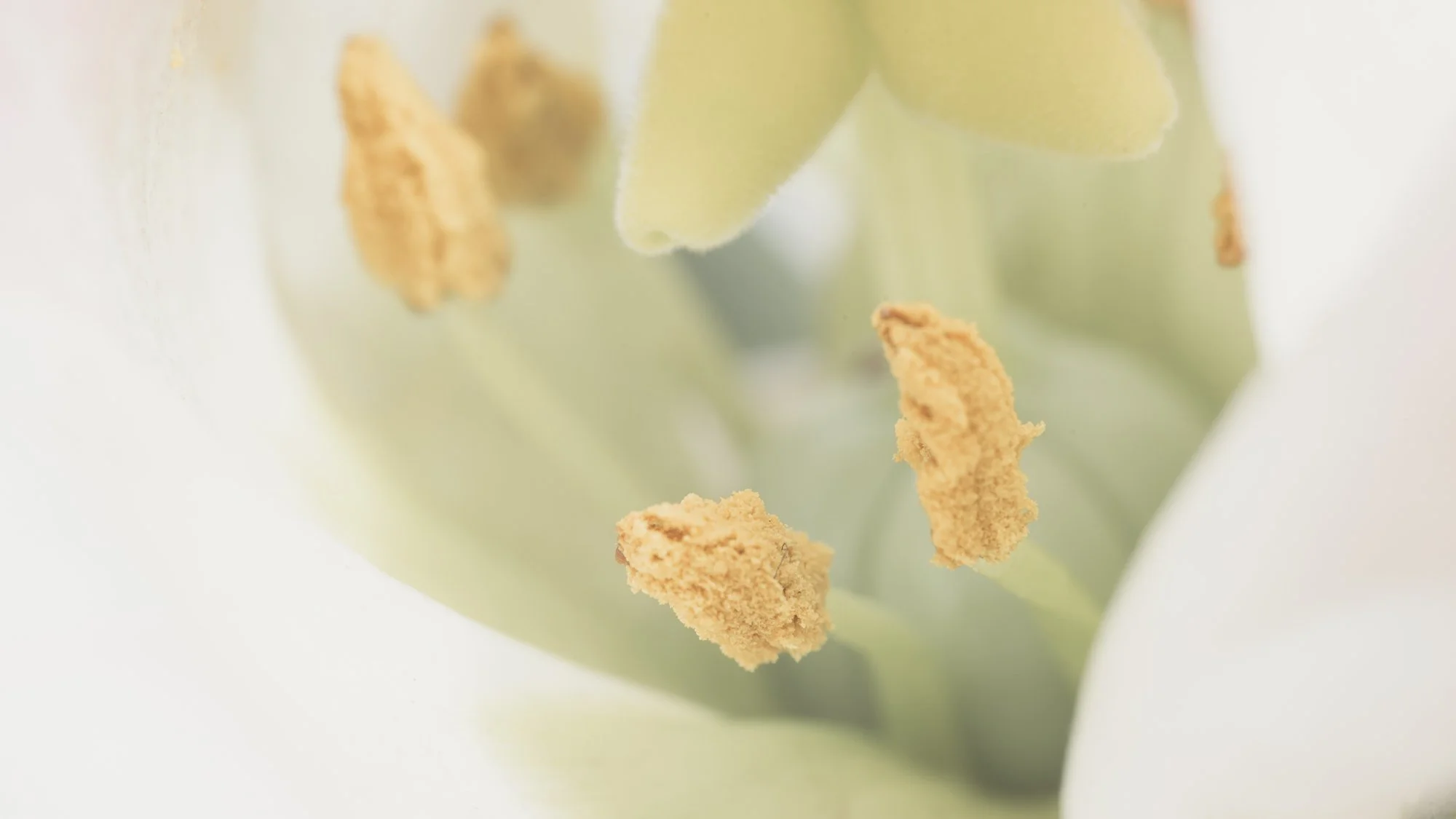 Macro Flower High Key Orchid Stigma & Stamen L.jpg