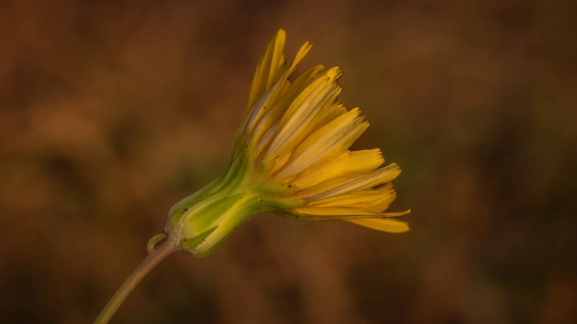 Macro Flower Yellow Bristly Oxtongue Dark Background L.jpg