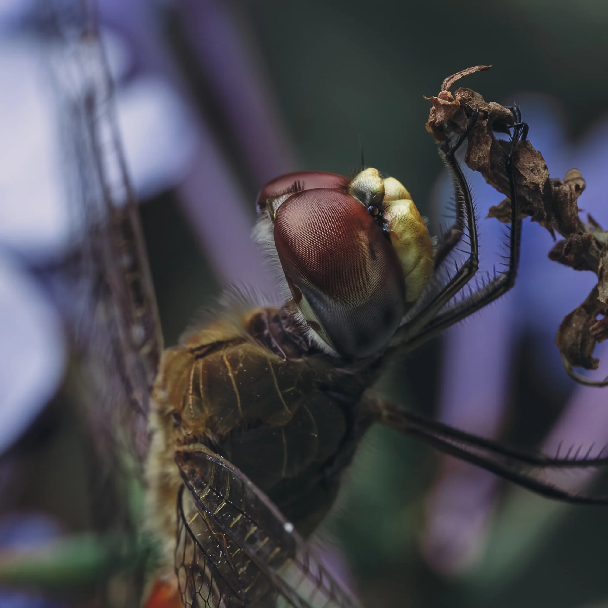 Macro Insect Dragonfly Close Up Square.jpg