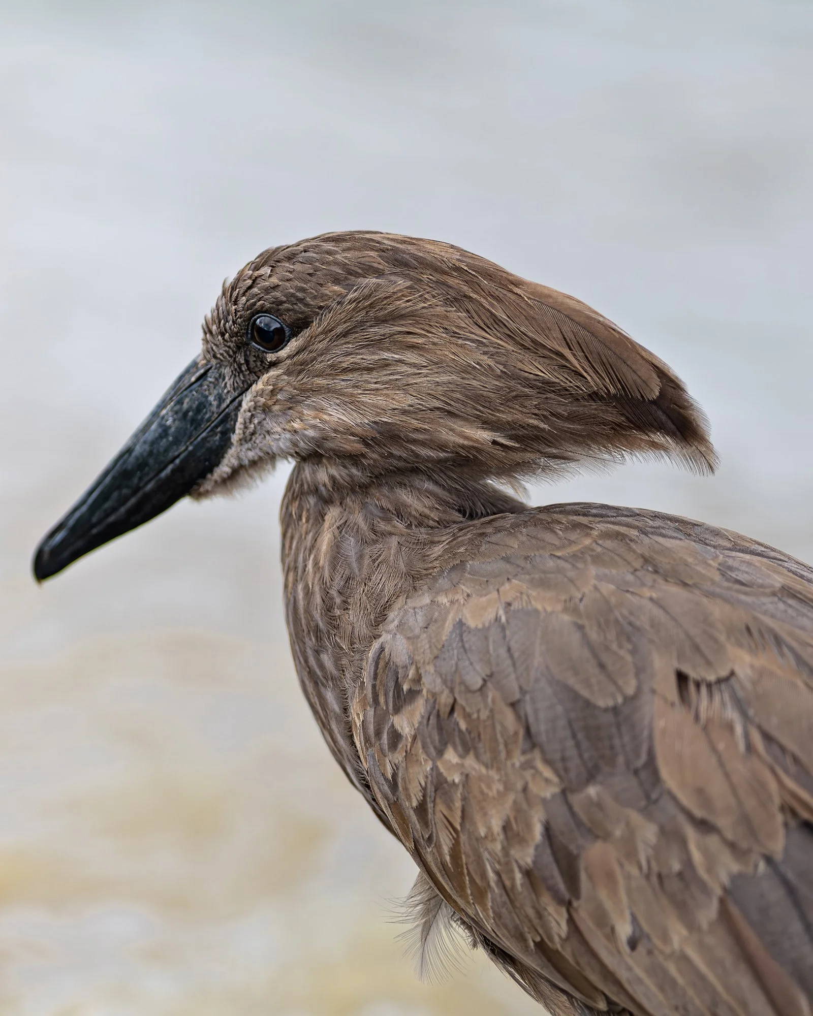 Wildlife