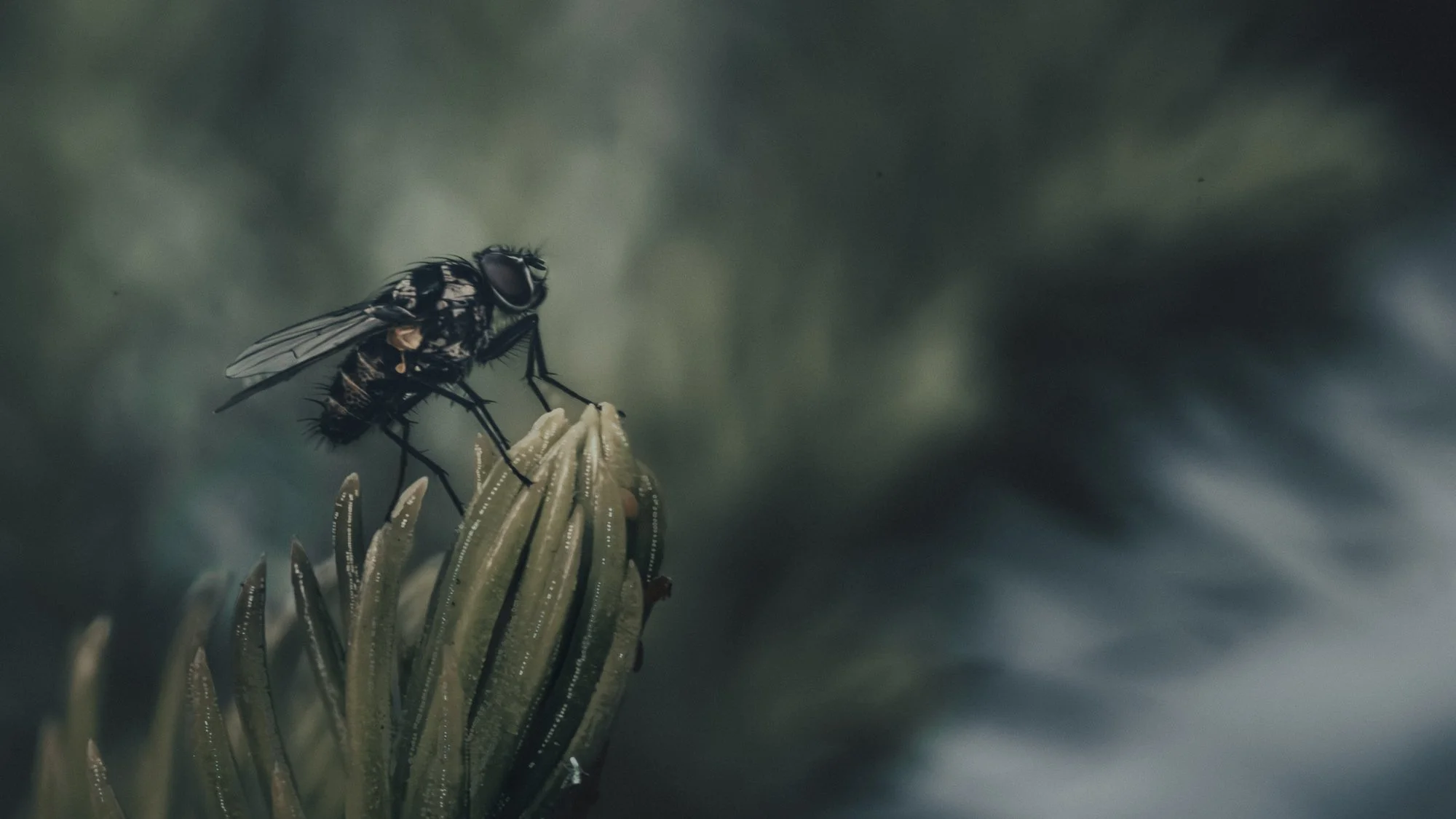 Macro Insect Fly On Pine Tree L.jpg