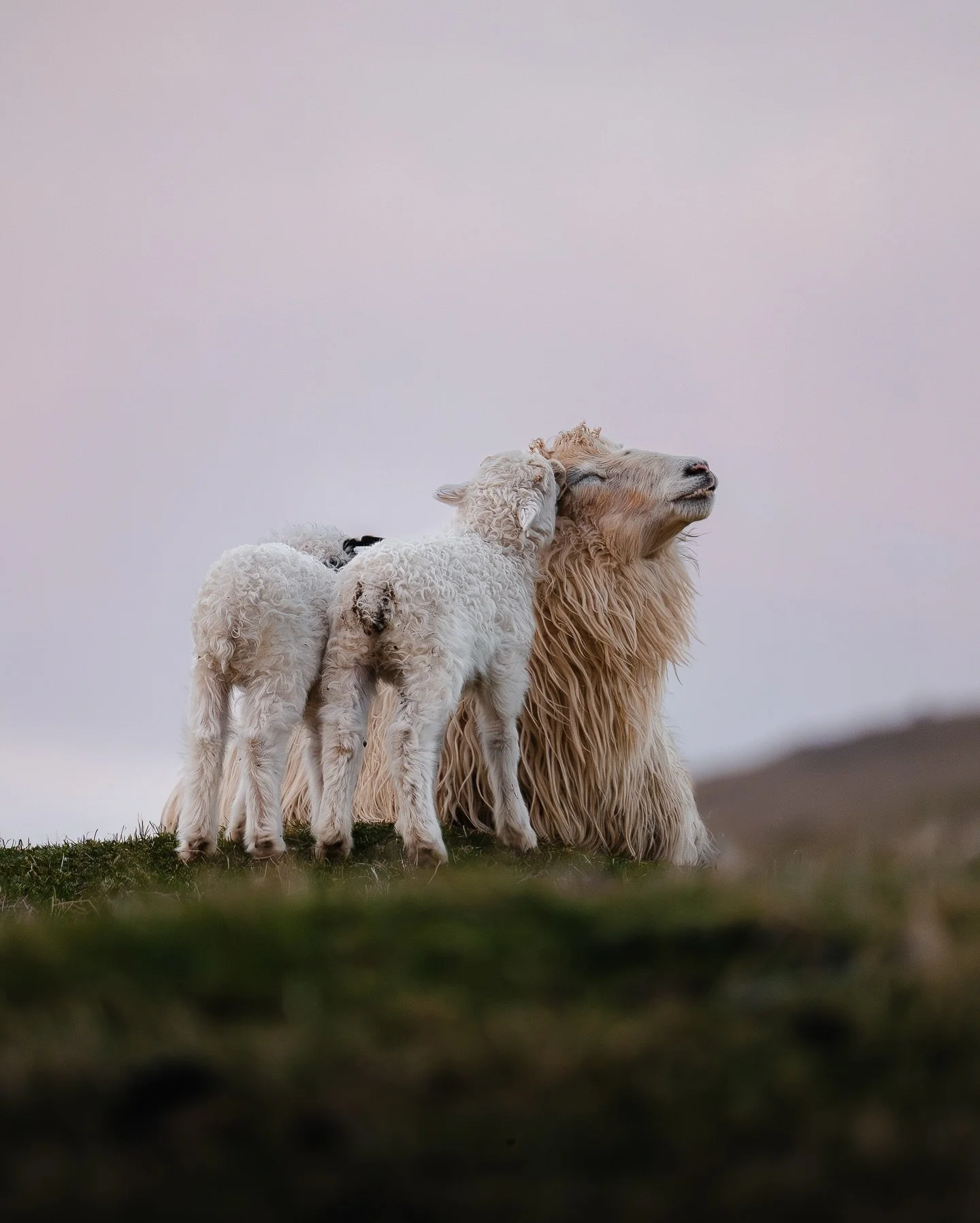 Lamb season is about to take over the Faroe Islands 🐑

And I&rsquo;ve already spotted my first one 🥹
&hellip; but didn&rsquo;t manage to get a photo. These are from last year&rsquo;s lambing season.

Give it a few weeks and the fields will be full 