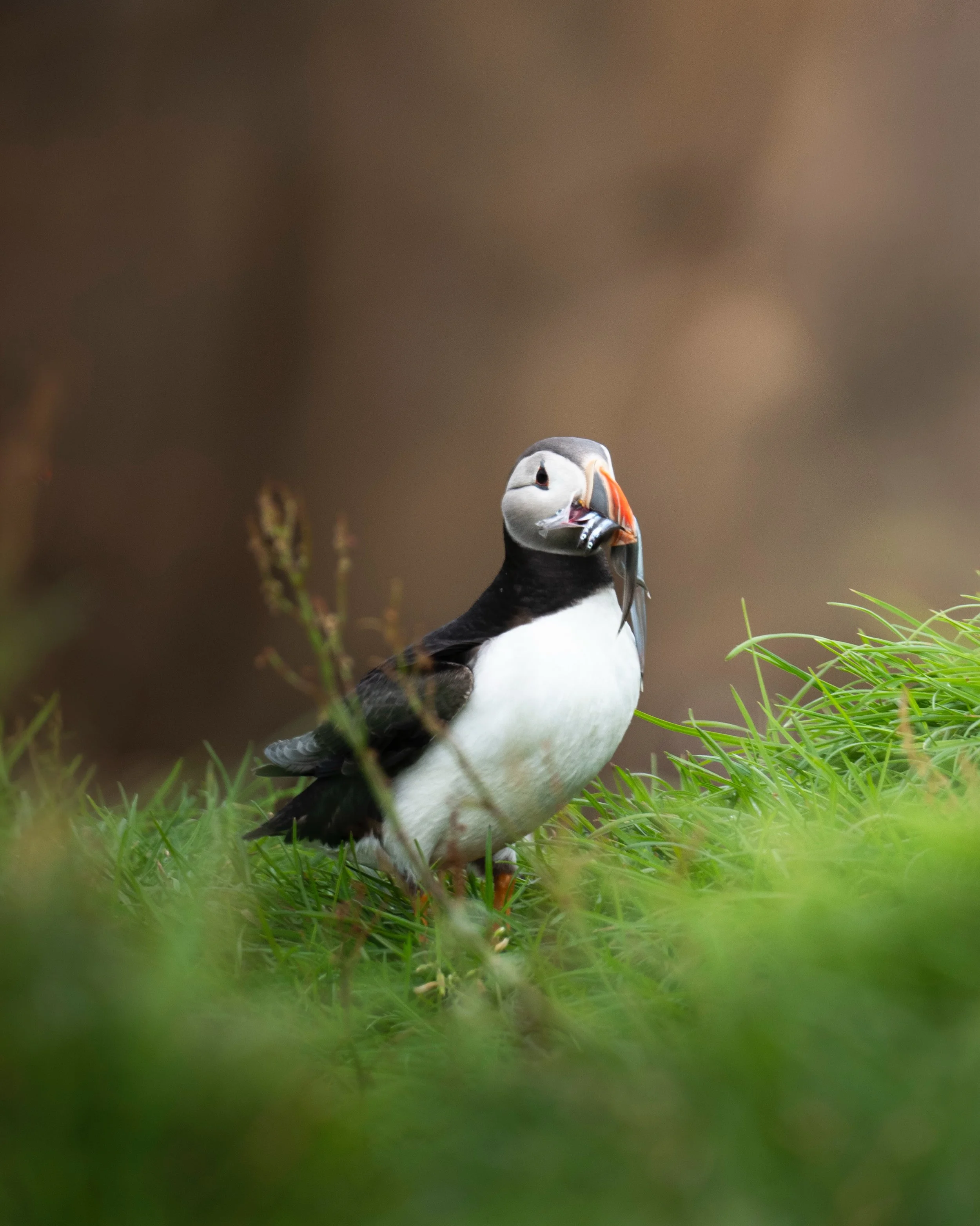 Welcome to the Happy Island 🐧

An island where humans and puffins coexist peacefully and somehow everyone leaves happier 😂

#faroeislands #puffins
#mykines