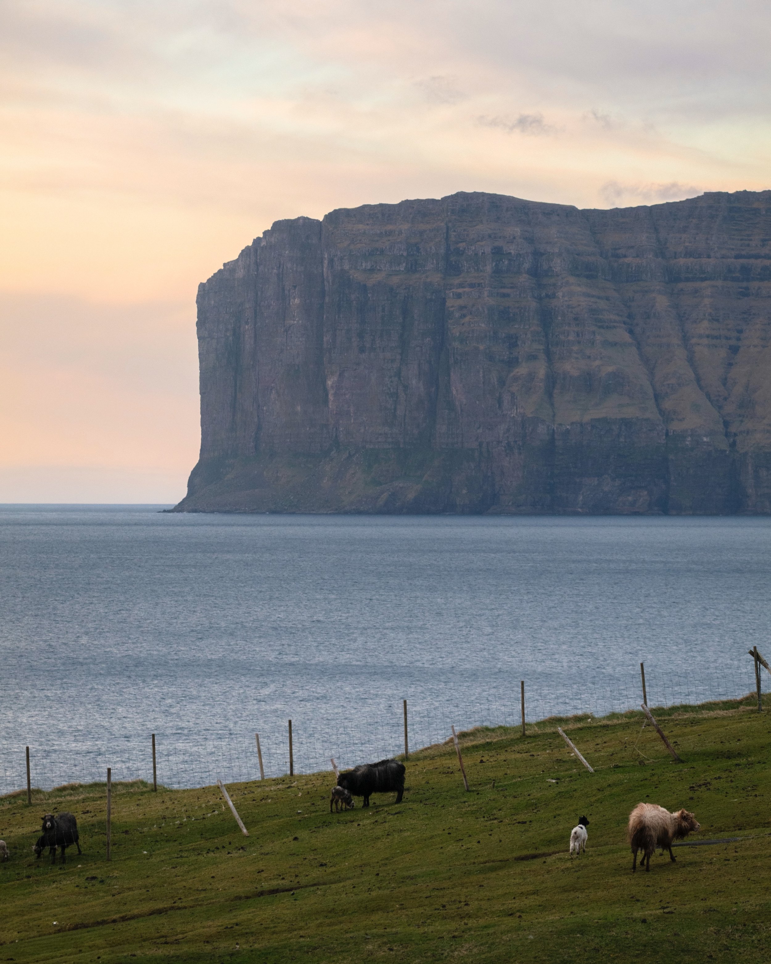 Happy Mother&rsquo;s Day to the Faroese moms 🐑❤️

Always on duty. Always yelling. Always chasing someone who ran off.

And doing it all without a single break 🤪

These are the real heroes of the fields 🥹

#faroeislands #mothersday
#sheeplife