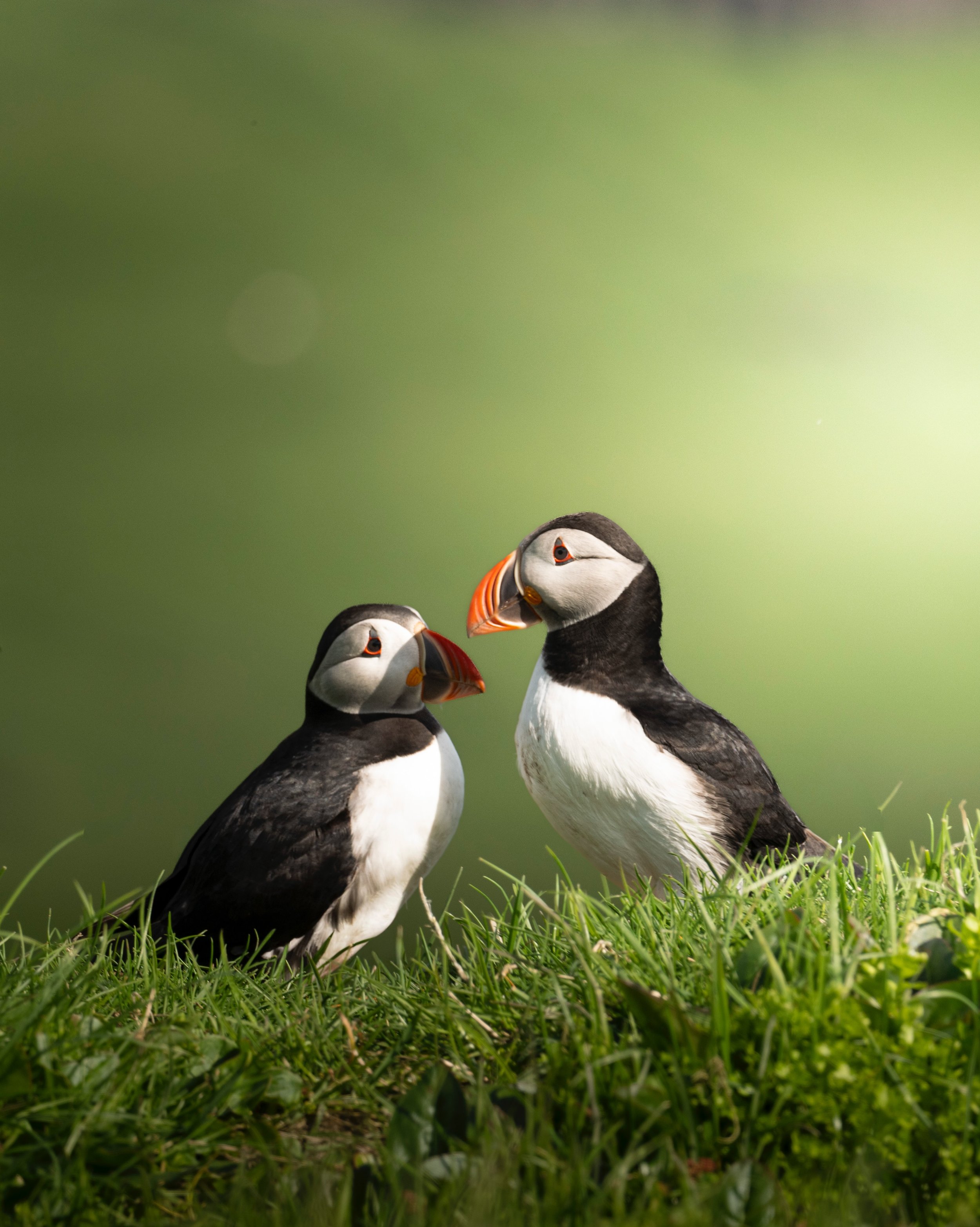 Where do puffins go when they leave the Faroe Islands ? 🐧

It&rsquo;s the question I&rsquo;m asked more than any other.

In just two more weeks, our puffins will begin leaving the Faroe Islands after spending the summer nesting on our dramatic sea c