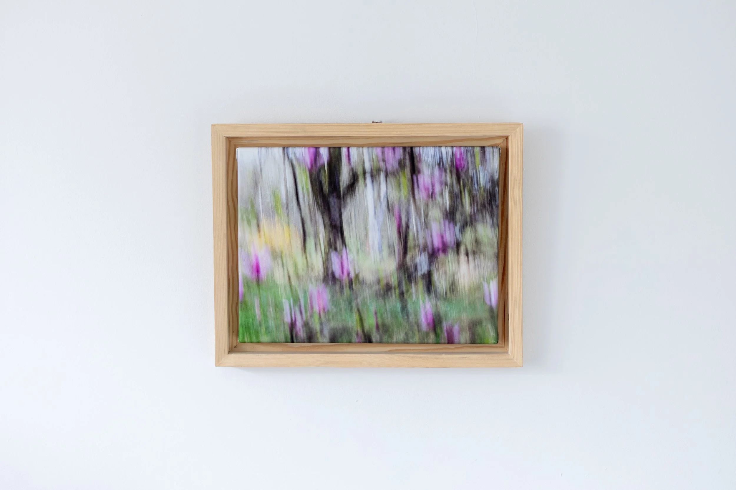 Fotografia na płótnie Malowany Las, Wiosna, 16, 30x40cm