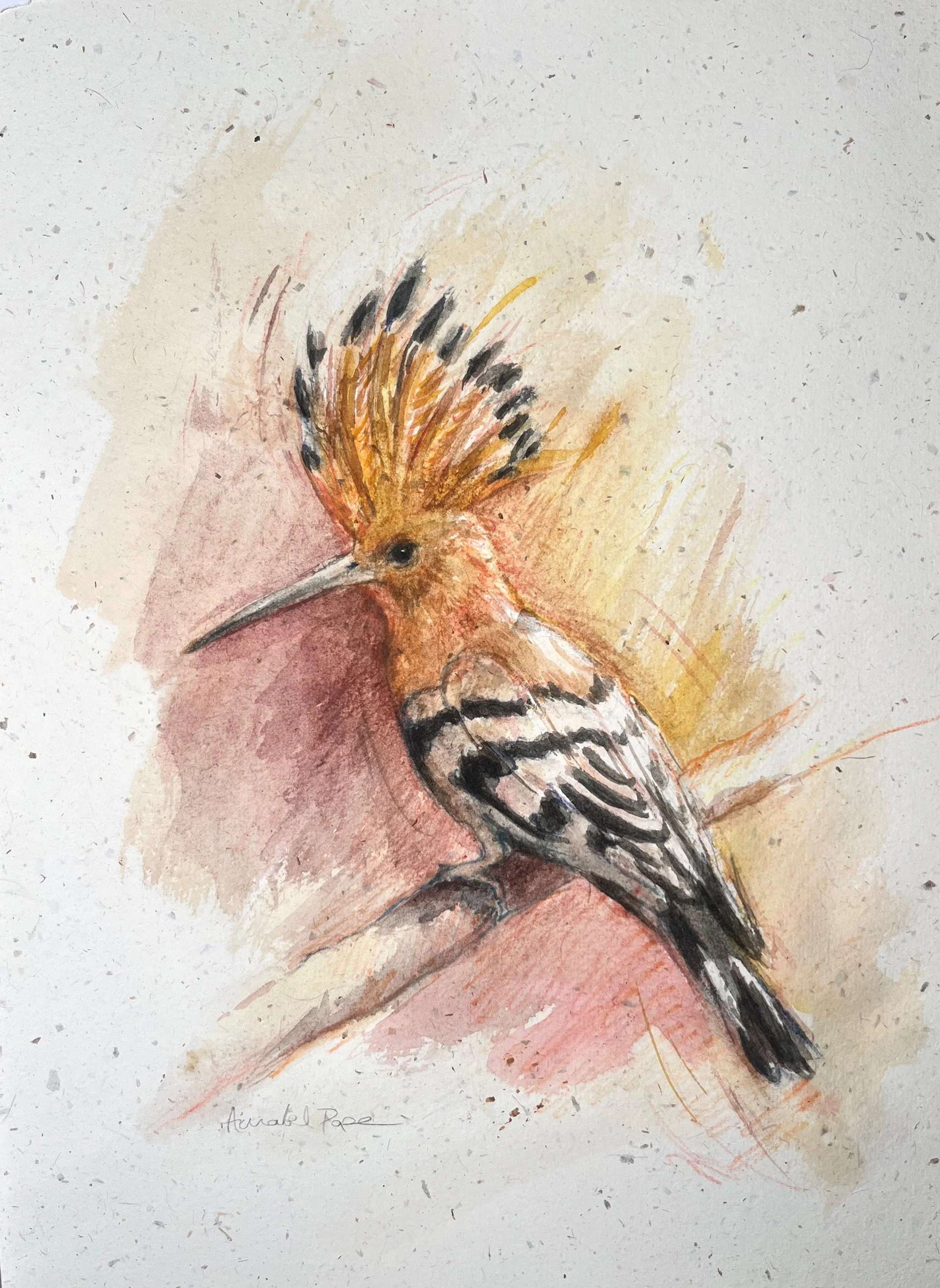 'Hoopoe sunset' - pen and watercolour - 35 x 25cm - £250