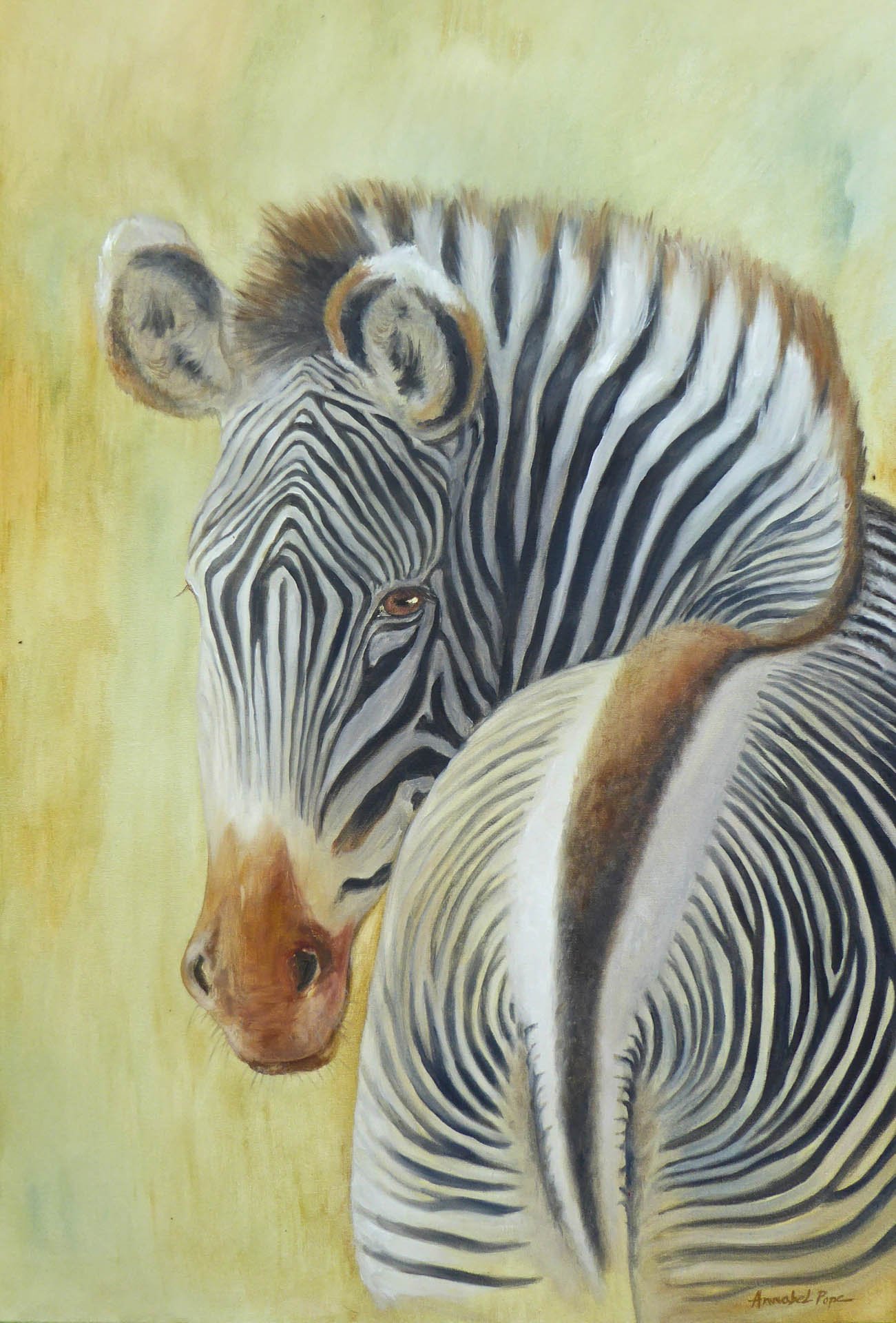 grevy-zebra1-scaled.jpg