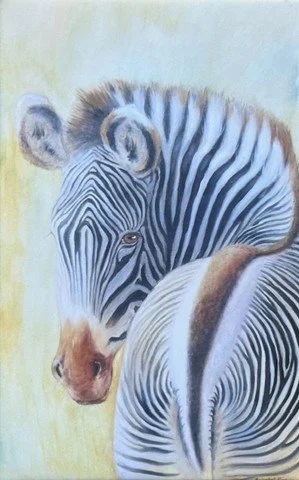 'Grevy zebra'
