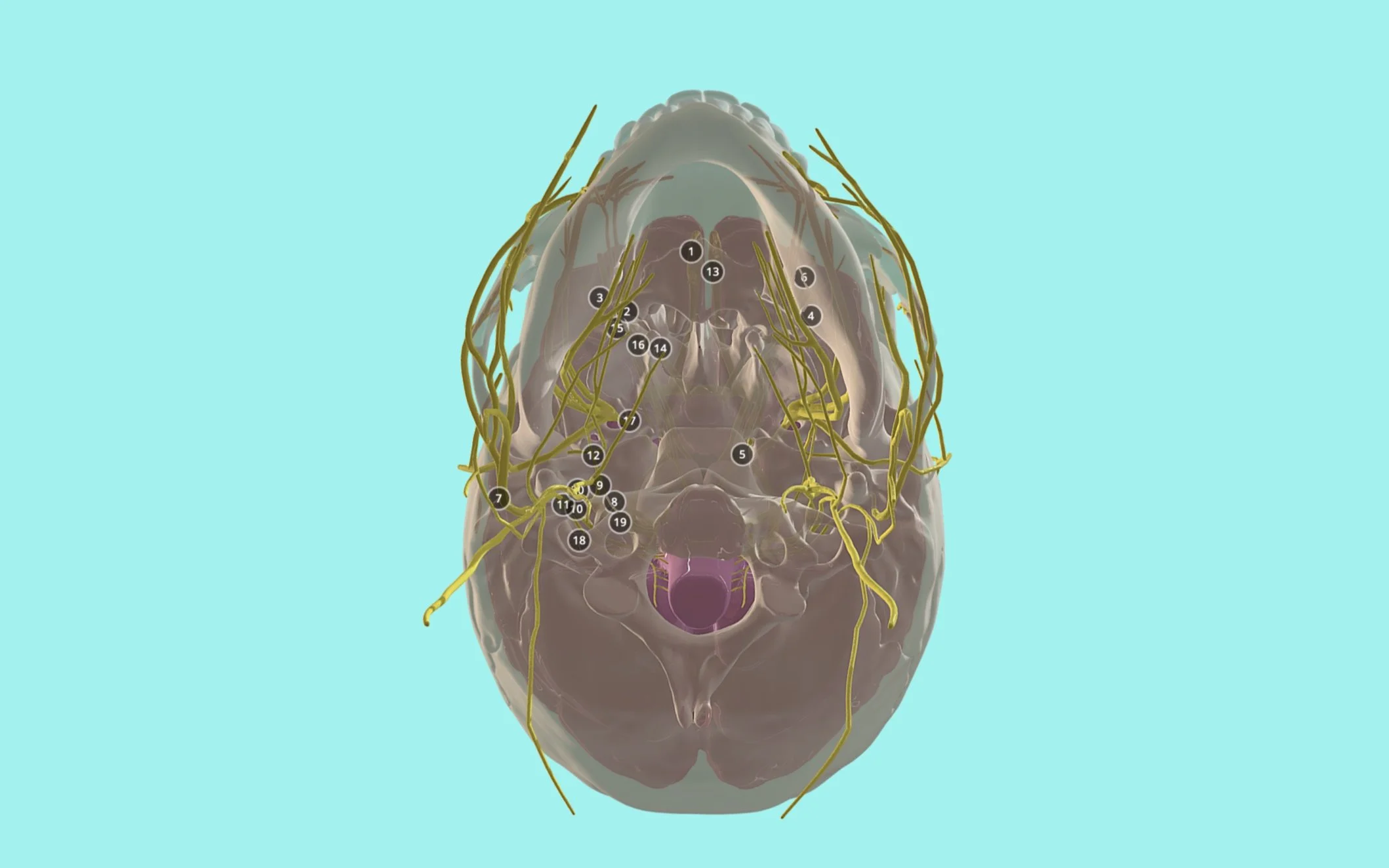Cranial Nerve and Foramina 3D Model