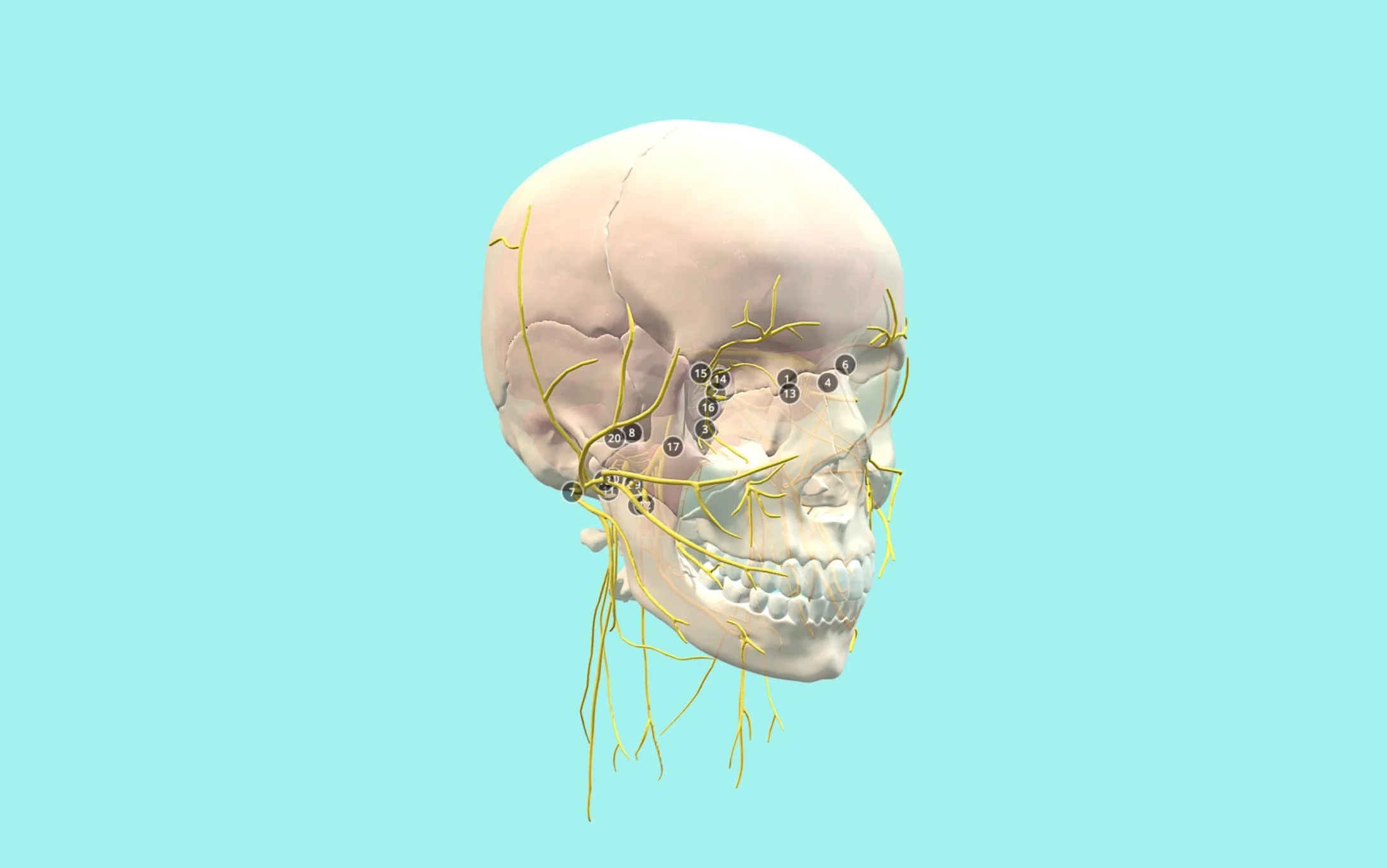 Cranial Nerve and Foramina 3D Model
