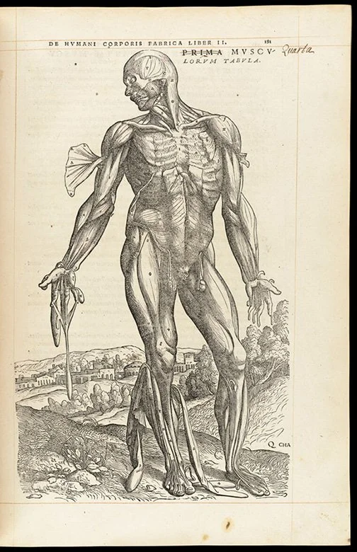 Vesalius