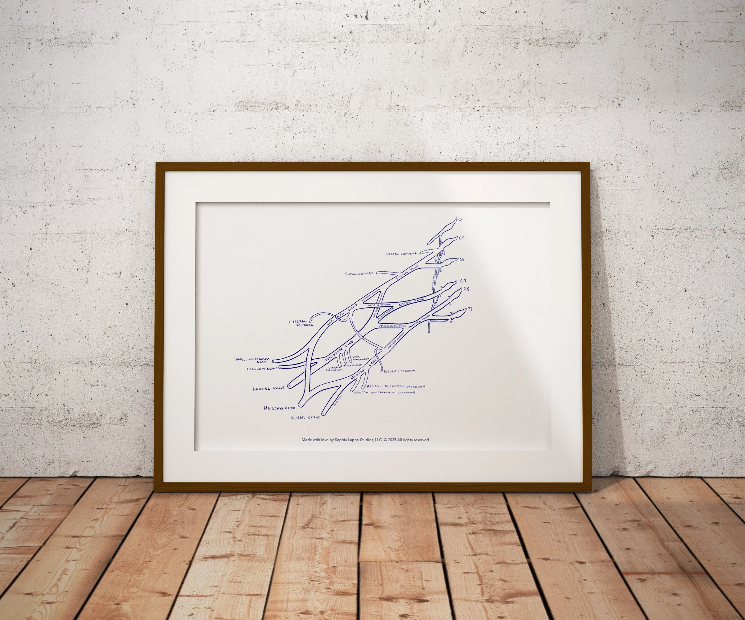 Brachial plexus anatomy poster shown in a styled mockup.