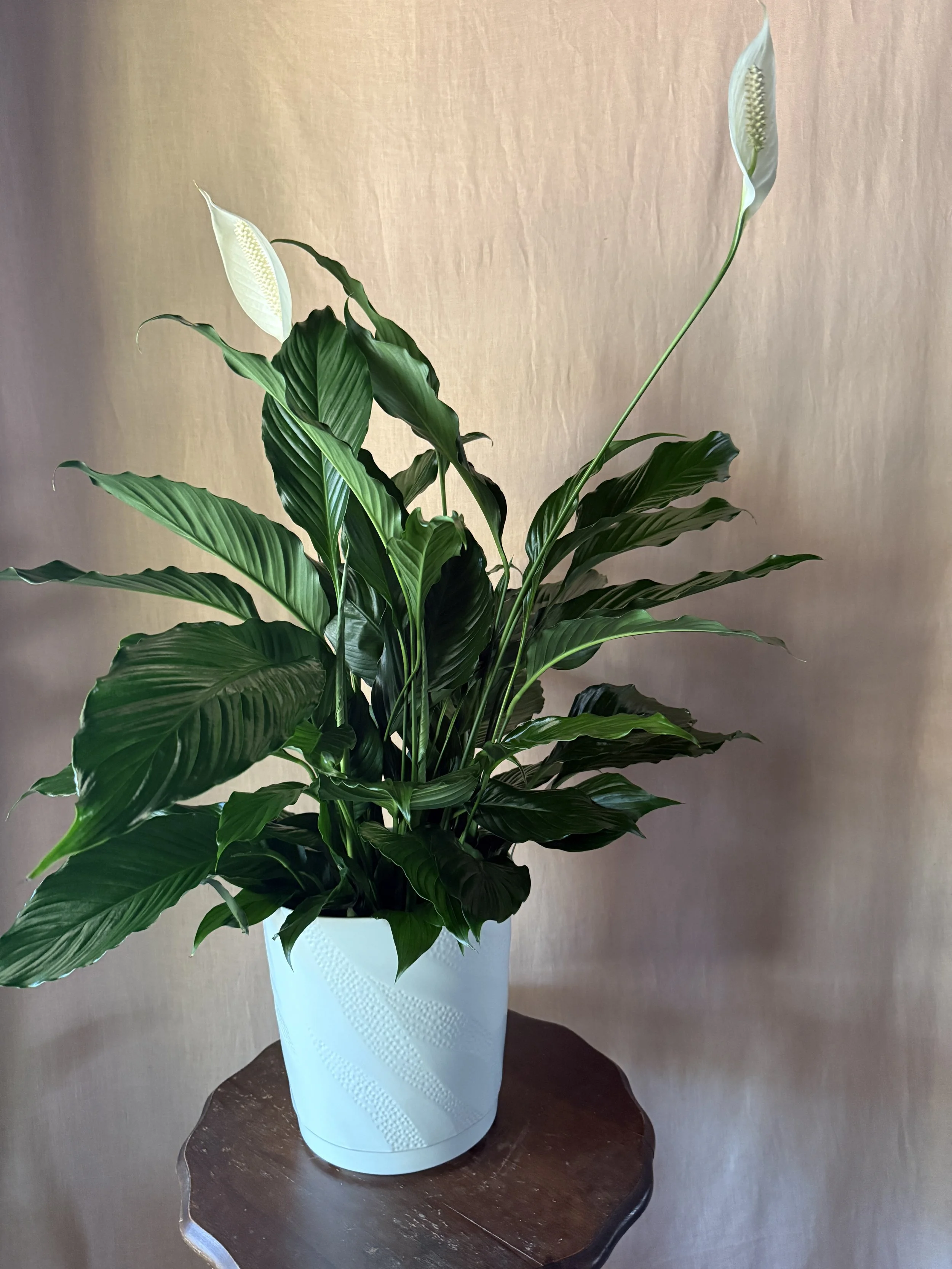 Sympathy Plant