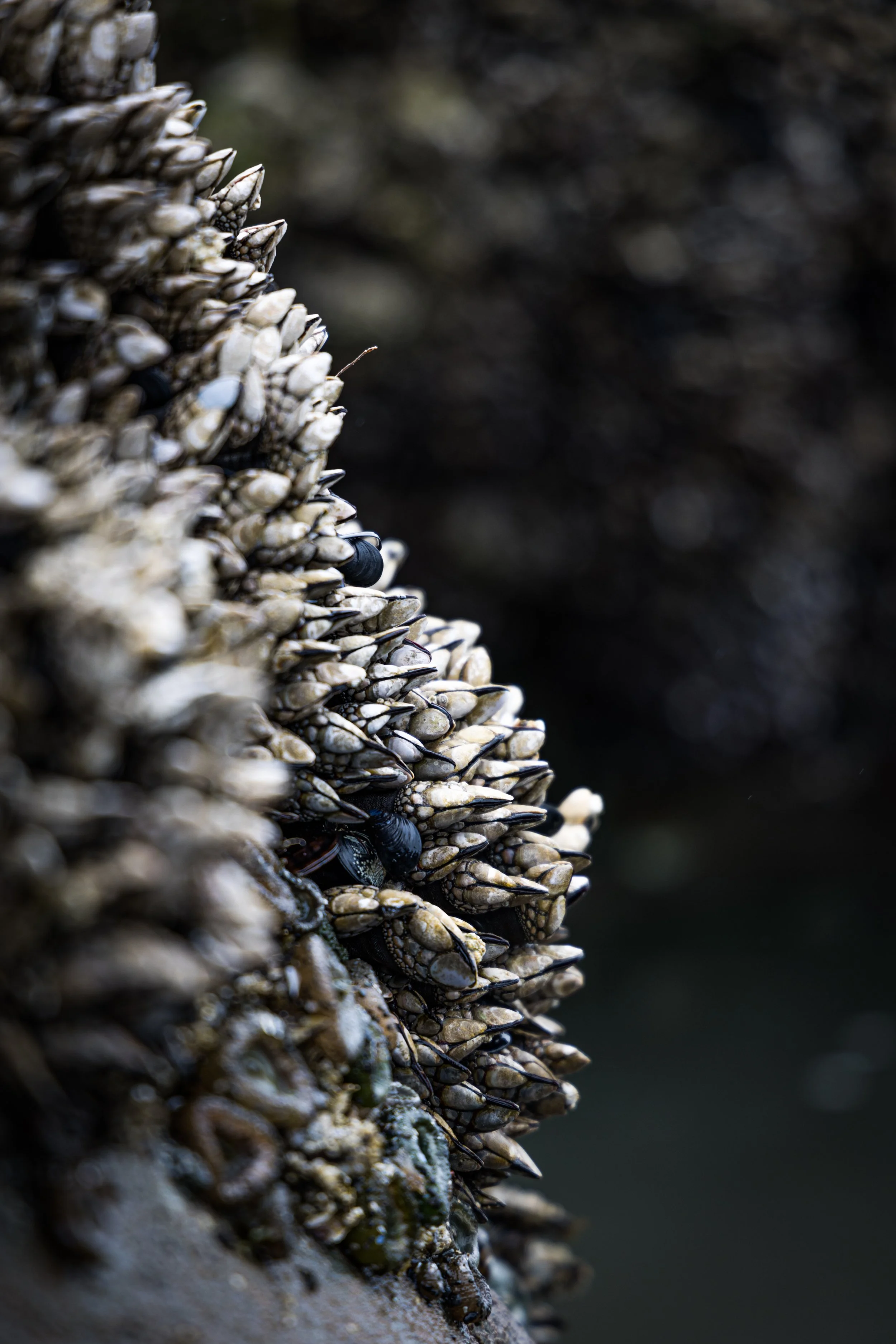 A macro shot of ocean muscles at low tide.