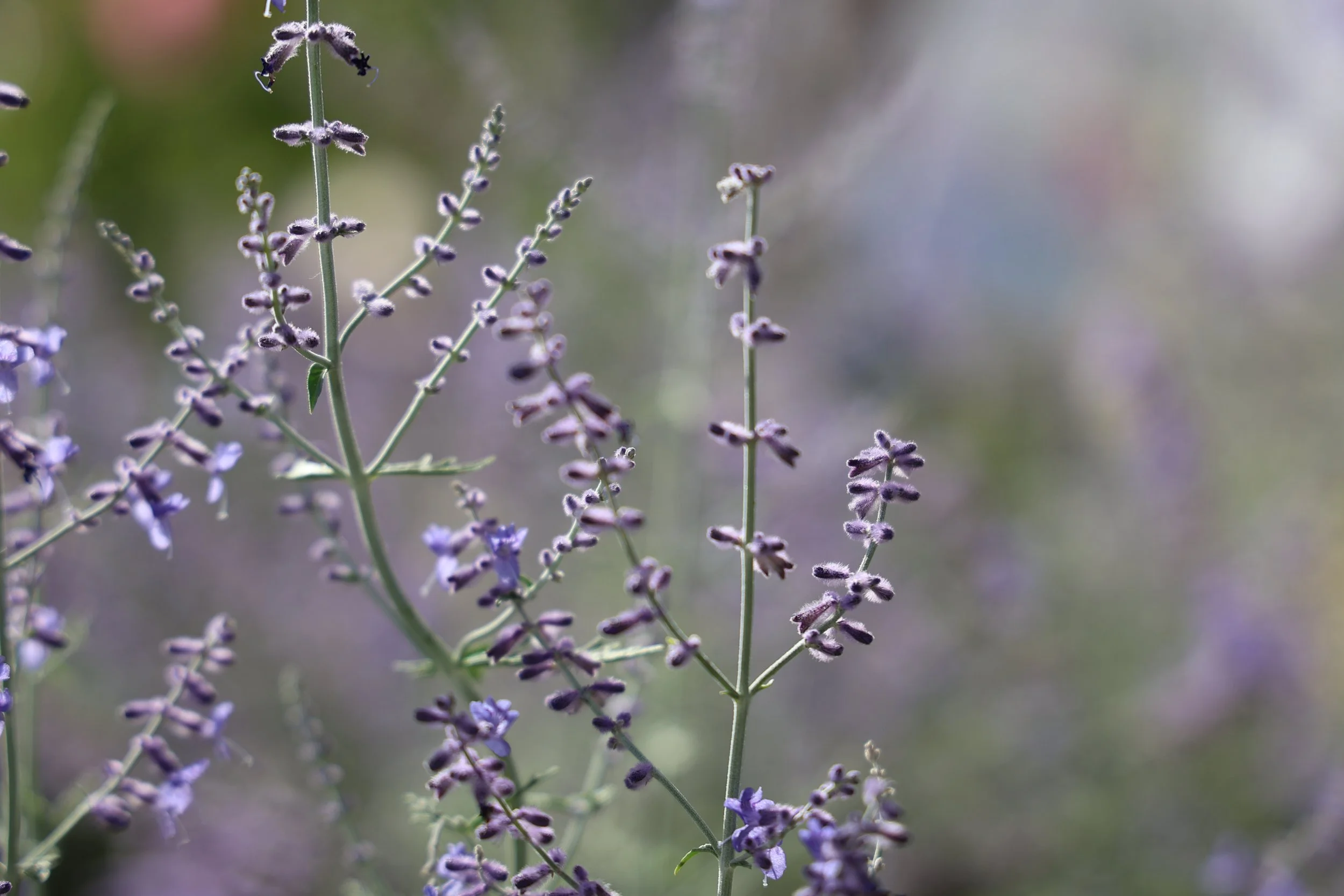 Close up shot of purple lavender flowers
