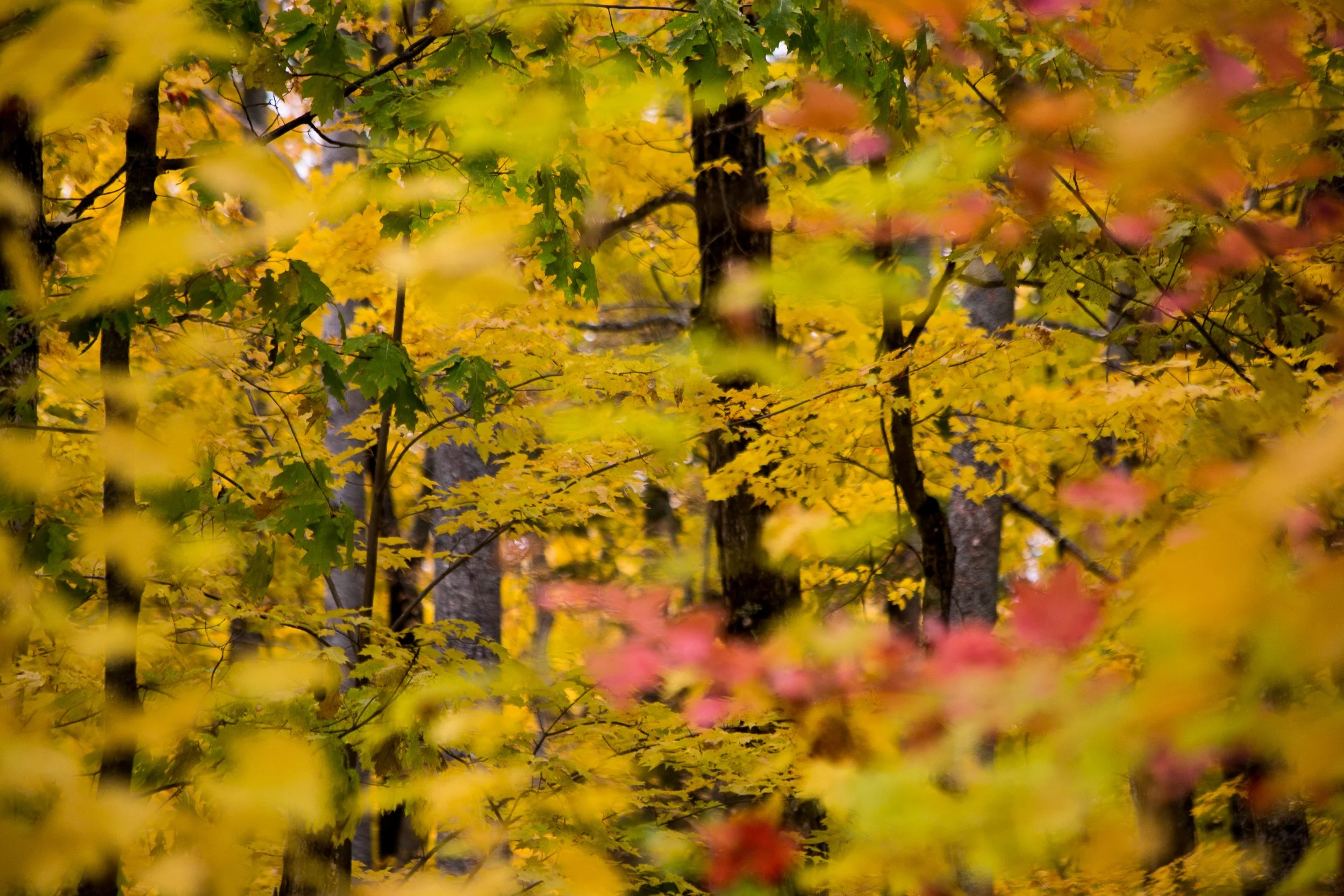 Fall leaves colored yellow, red and green in a dense forest 