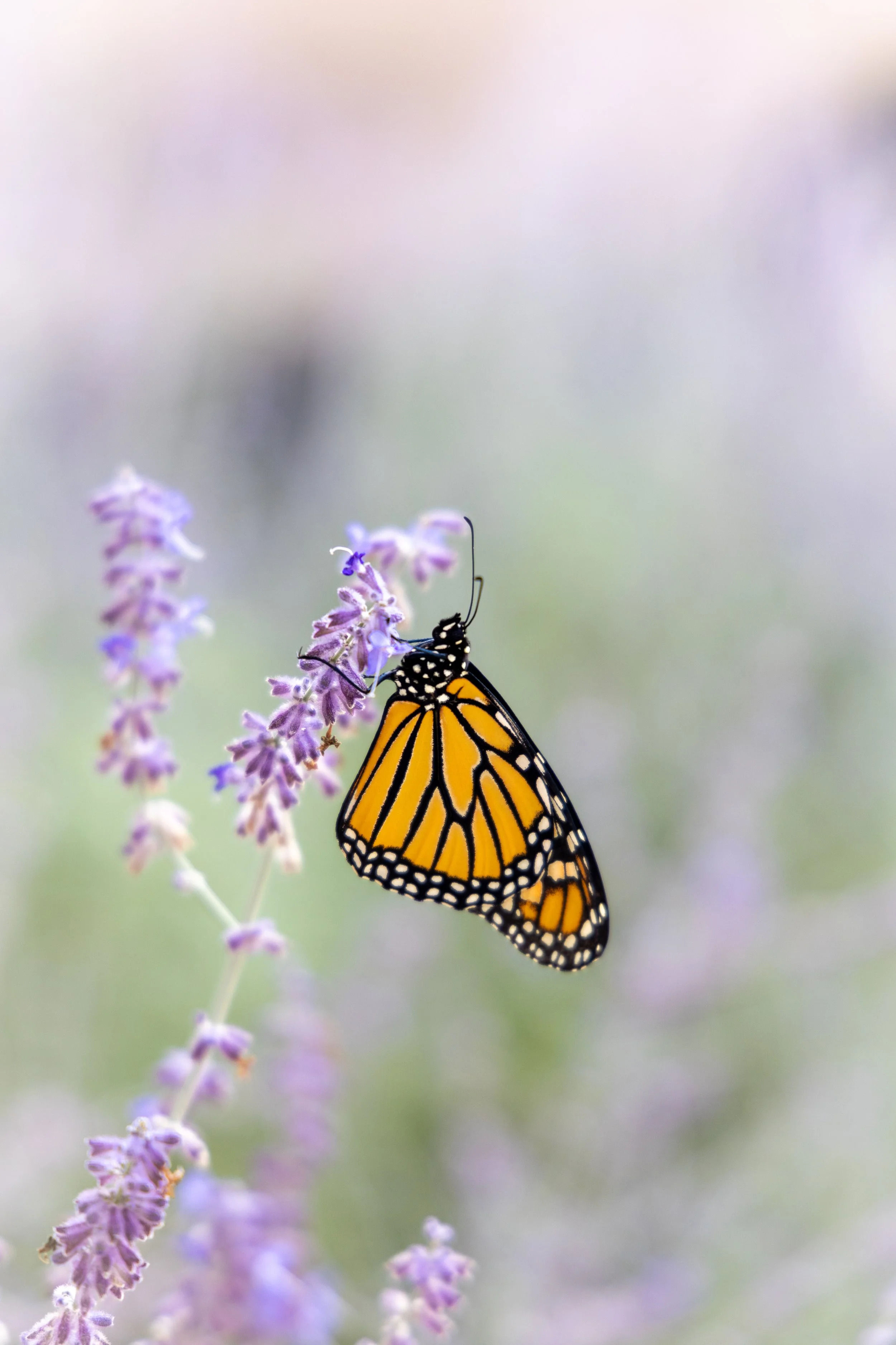 A monarch butterfly on a lavender flower
