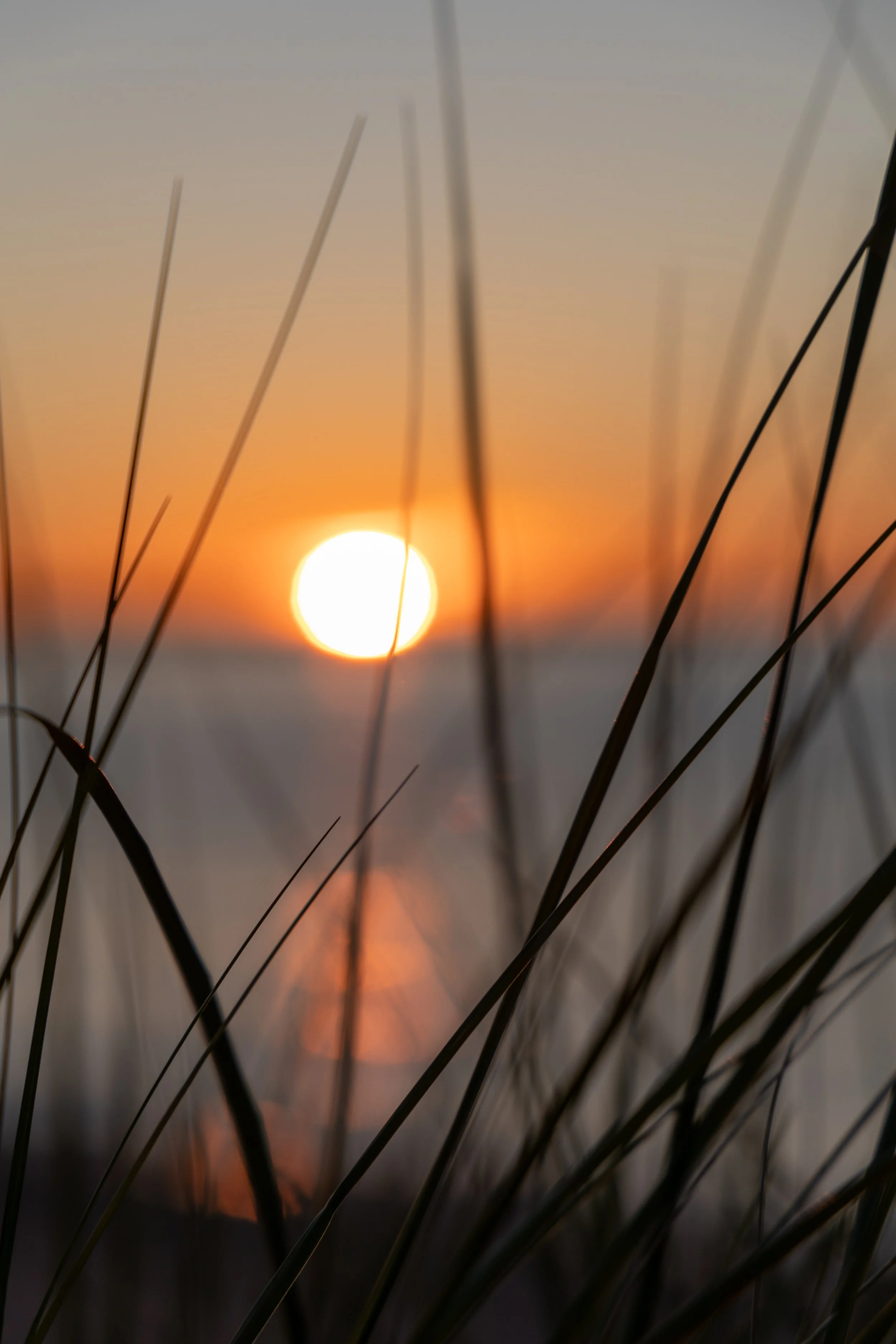 A sunset through blades of grass and over a body of water