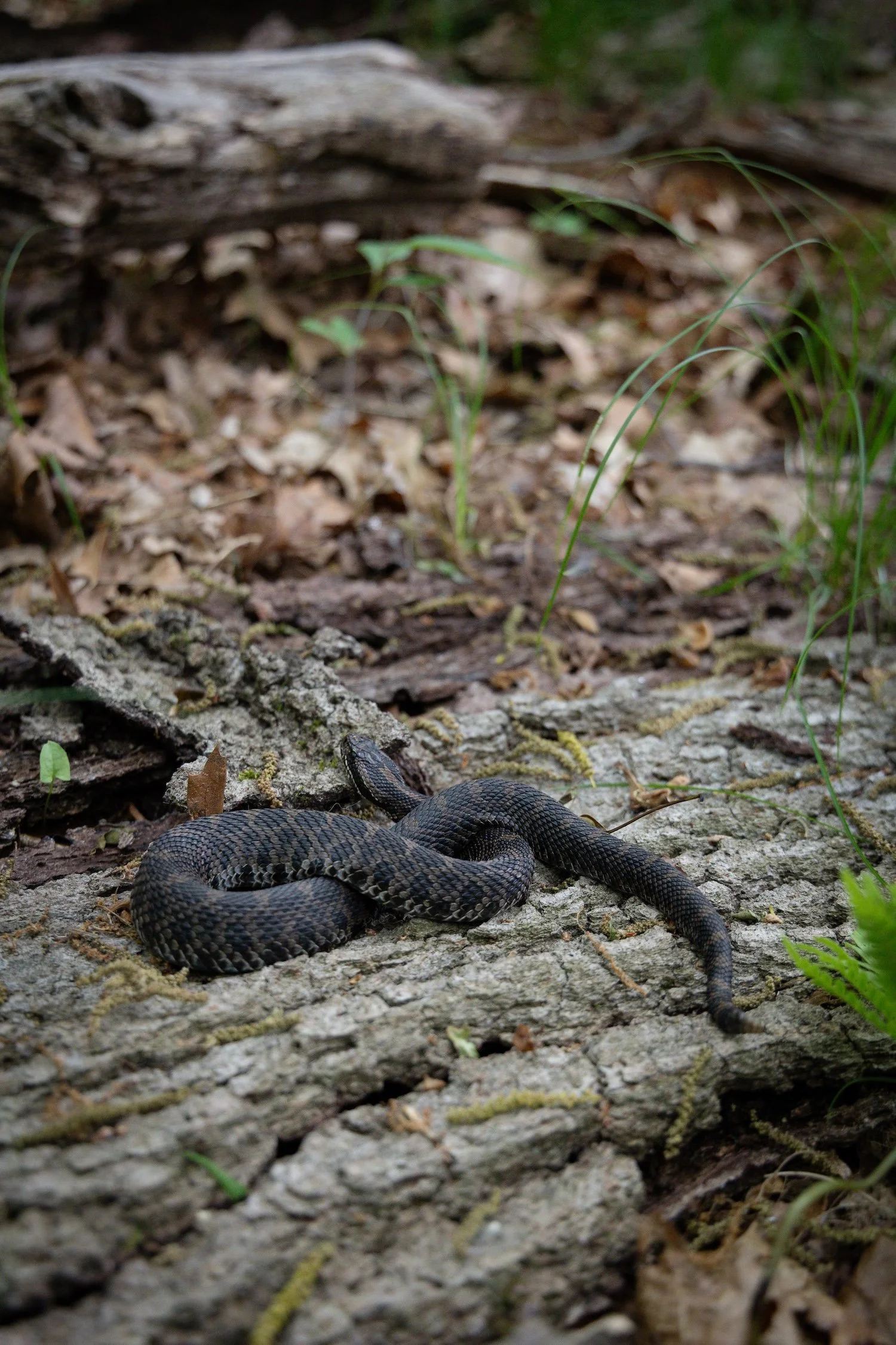 An eastern massasauga rattlesnake on a log