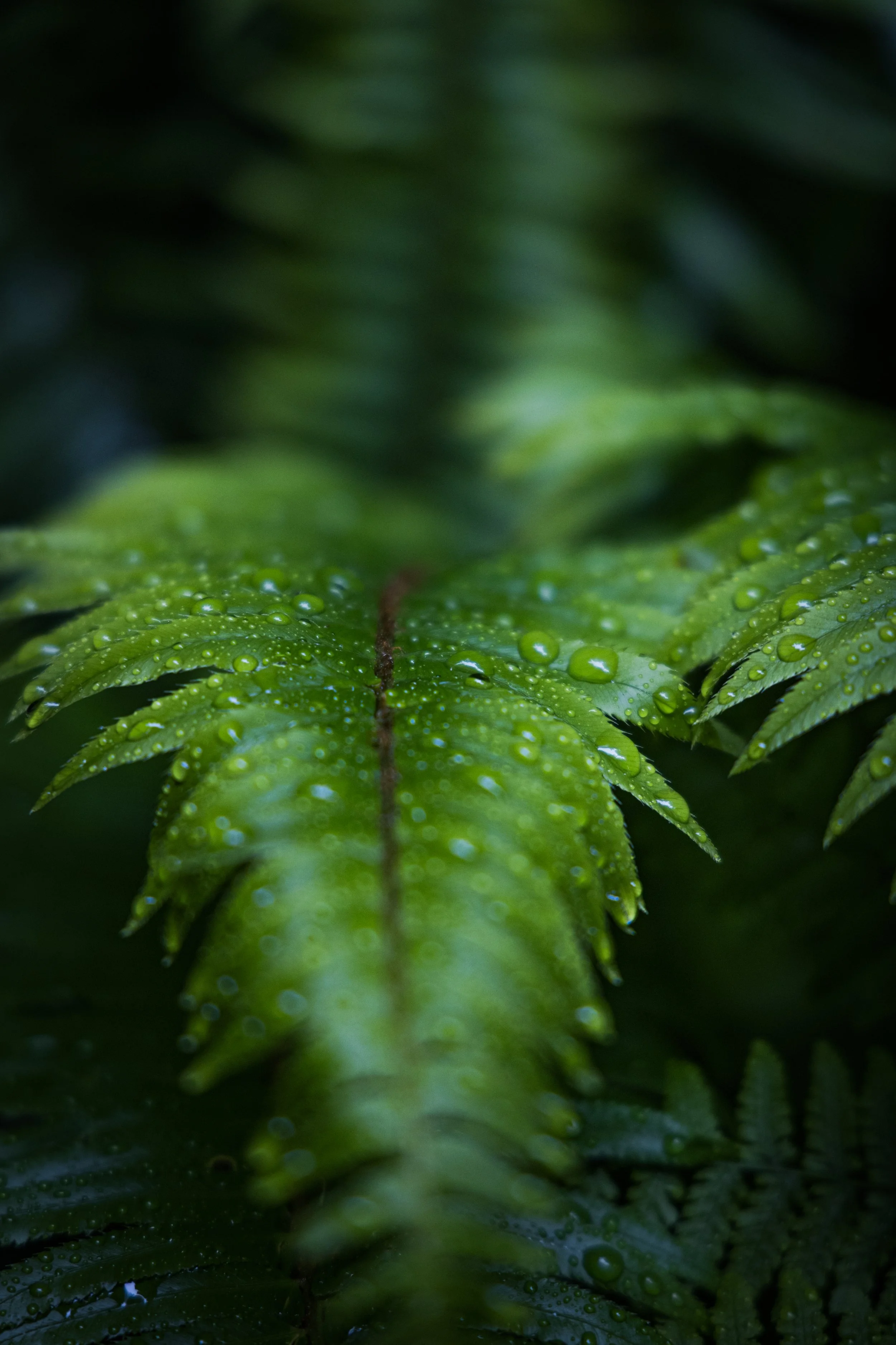 A green fern bush leaf with drops of water
