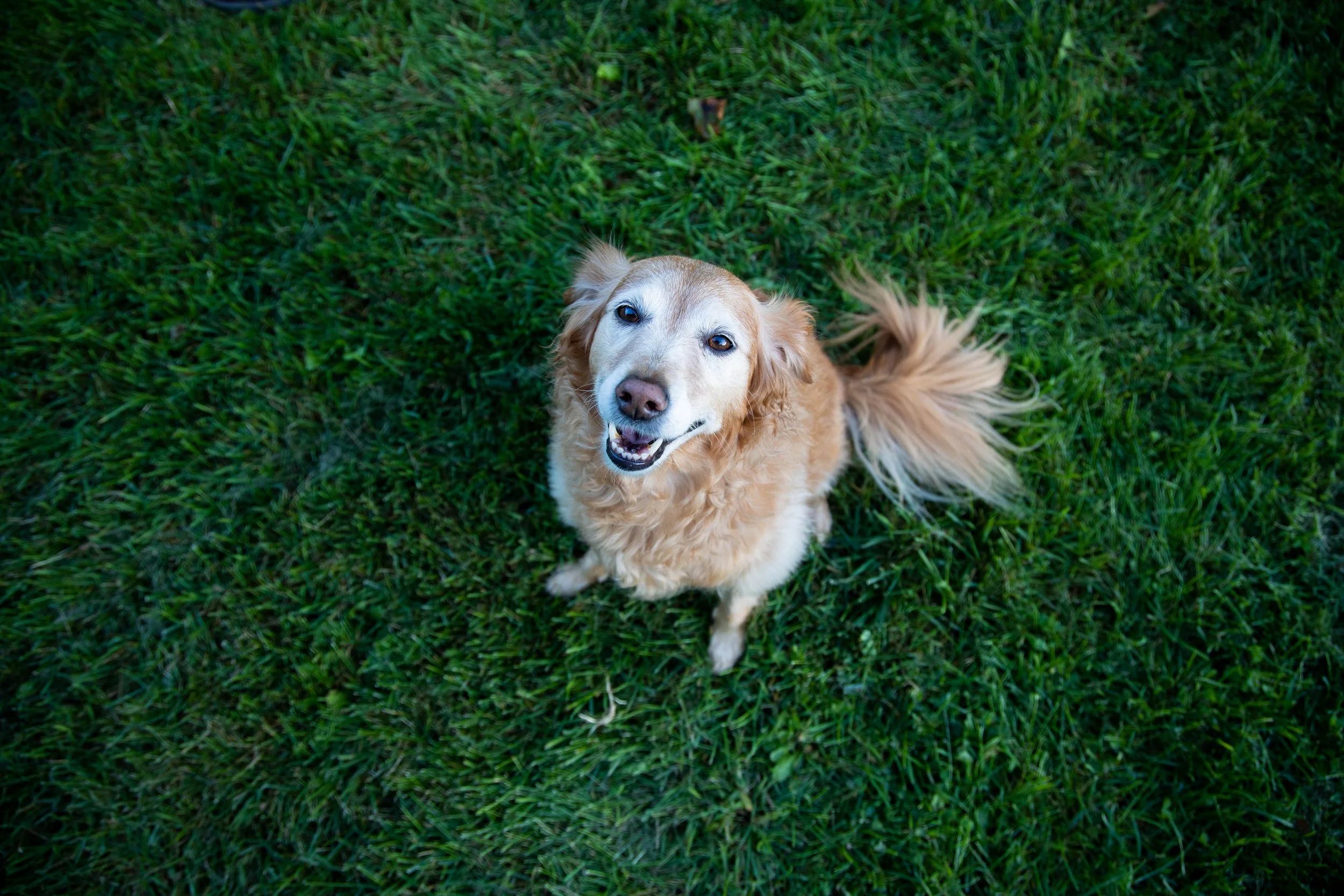 A lab mixed dog sitting in green grass looking up.