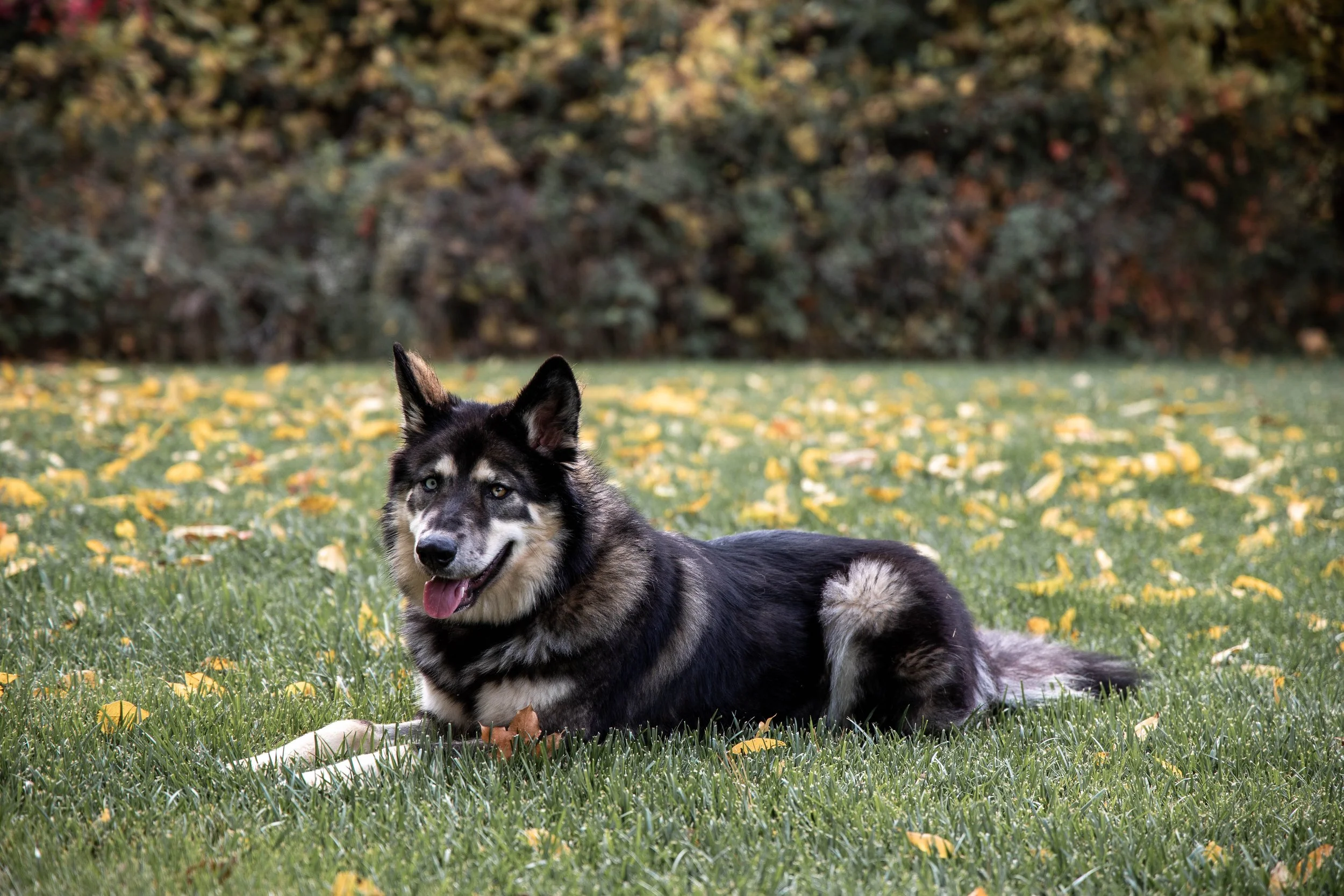A husky-like dog sitting in the grass with fall leaves around