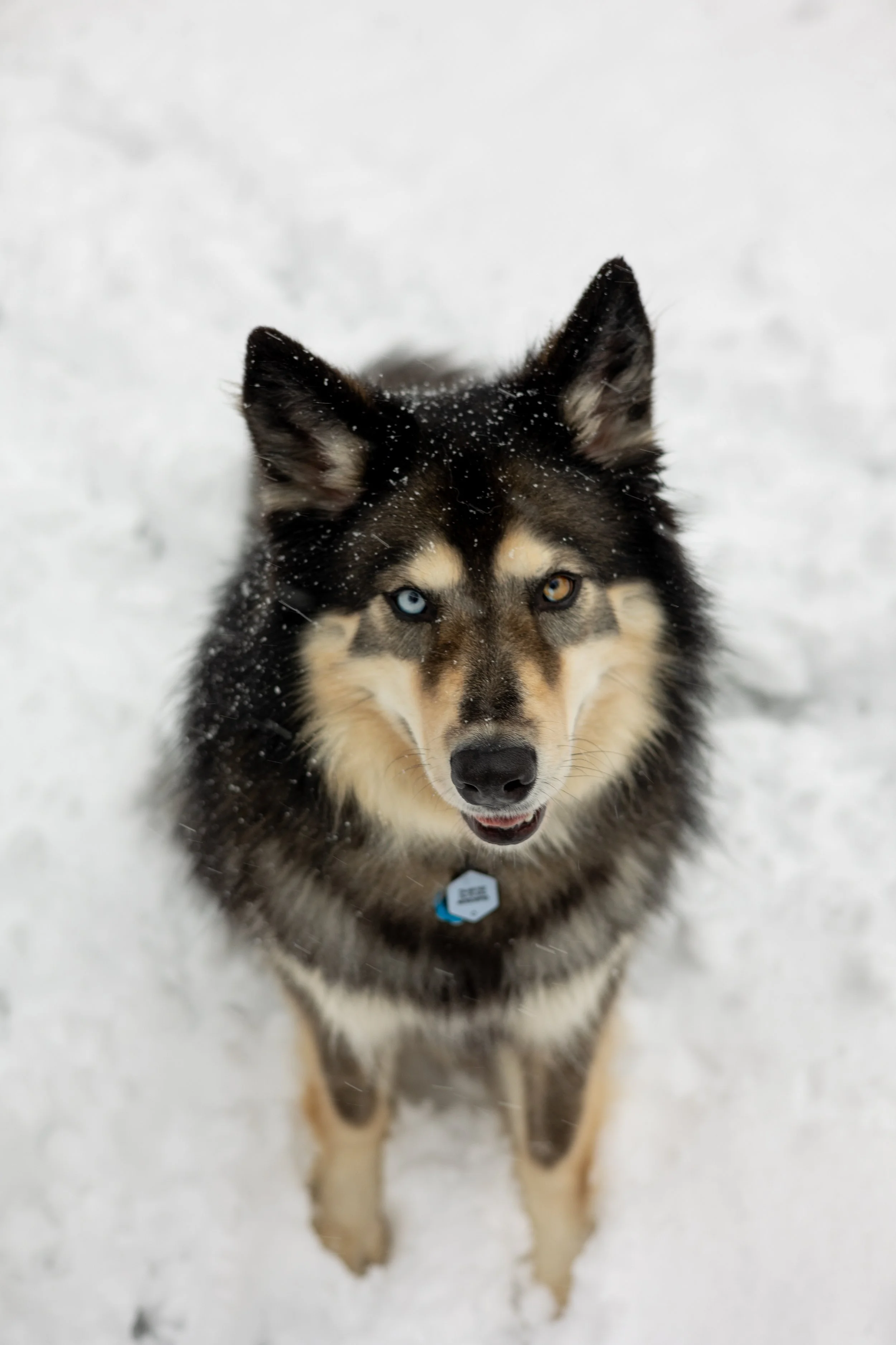 A husky-like dog in the snow with two colored eyes looking up