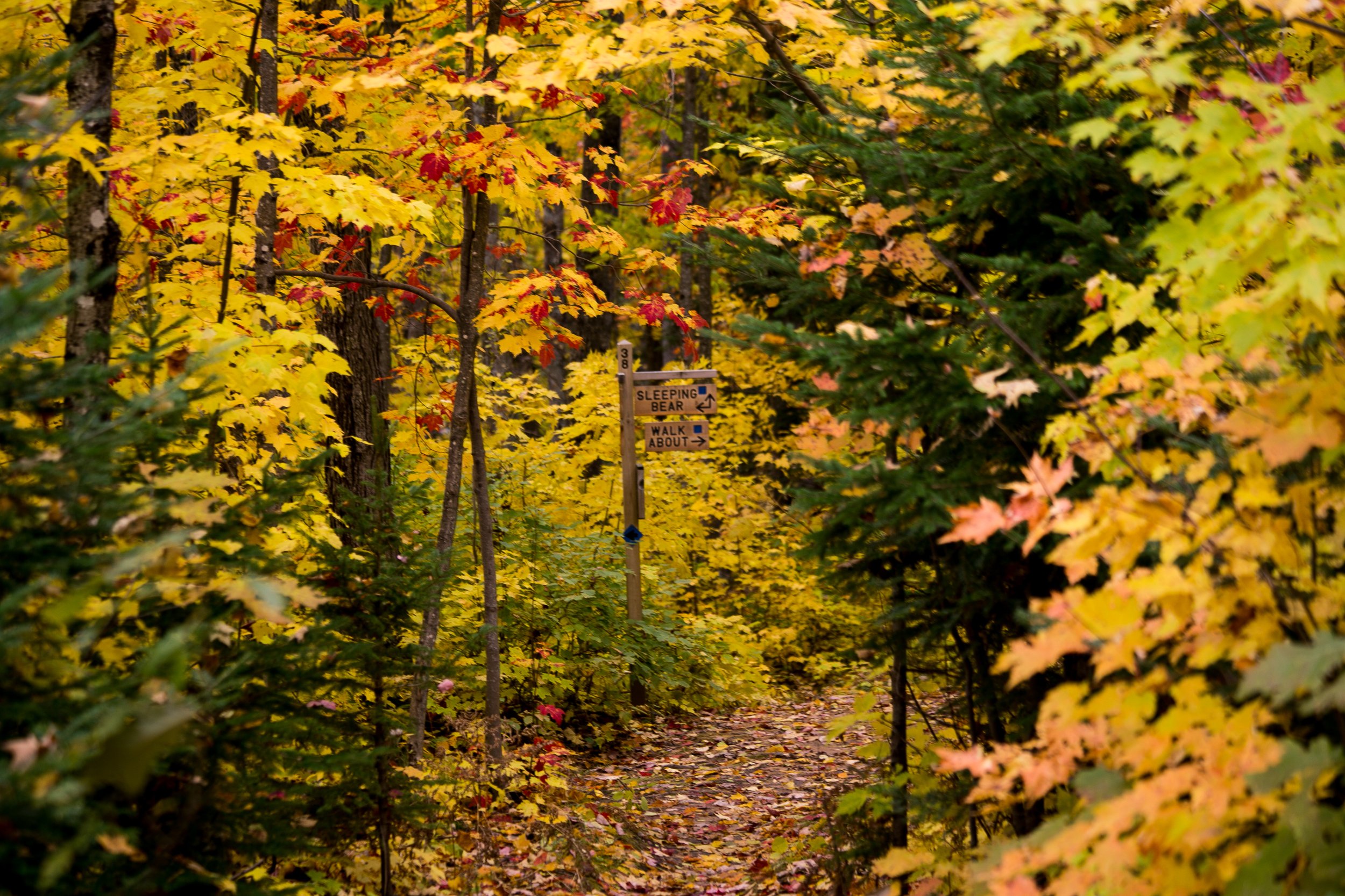 Fall leaves colored yellow, red and green in a dense forest 