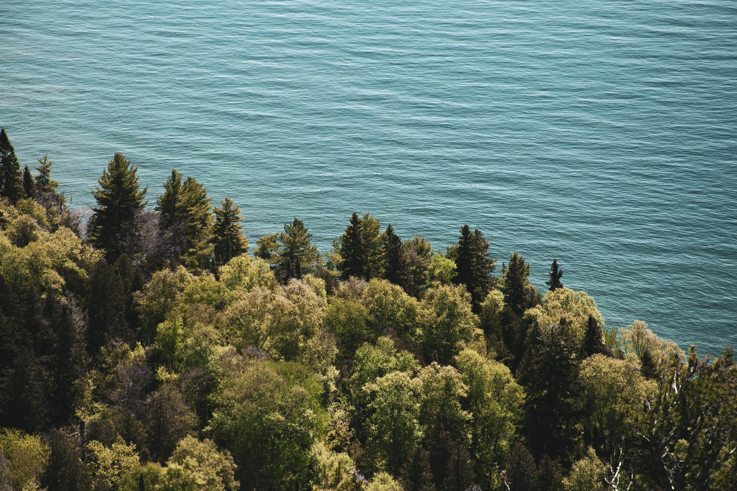 An areal view of the space where a dense forest meets Lake Superior