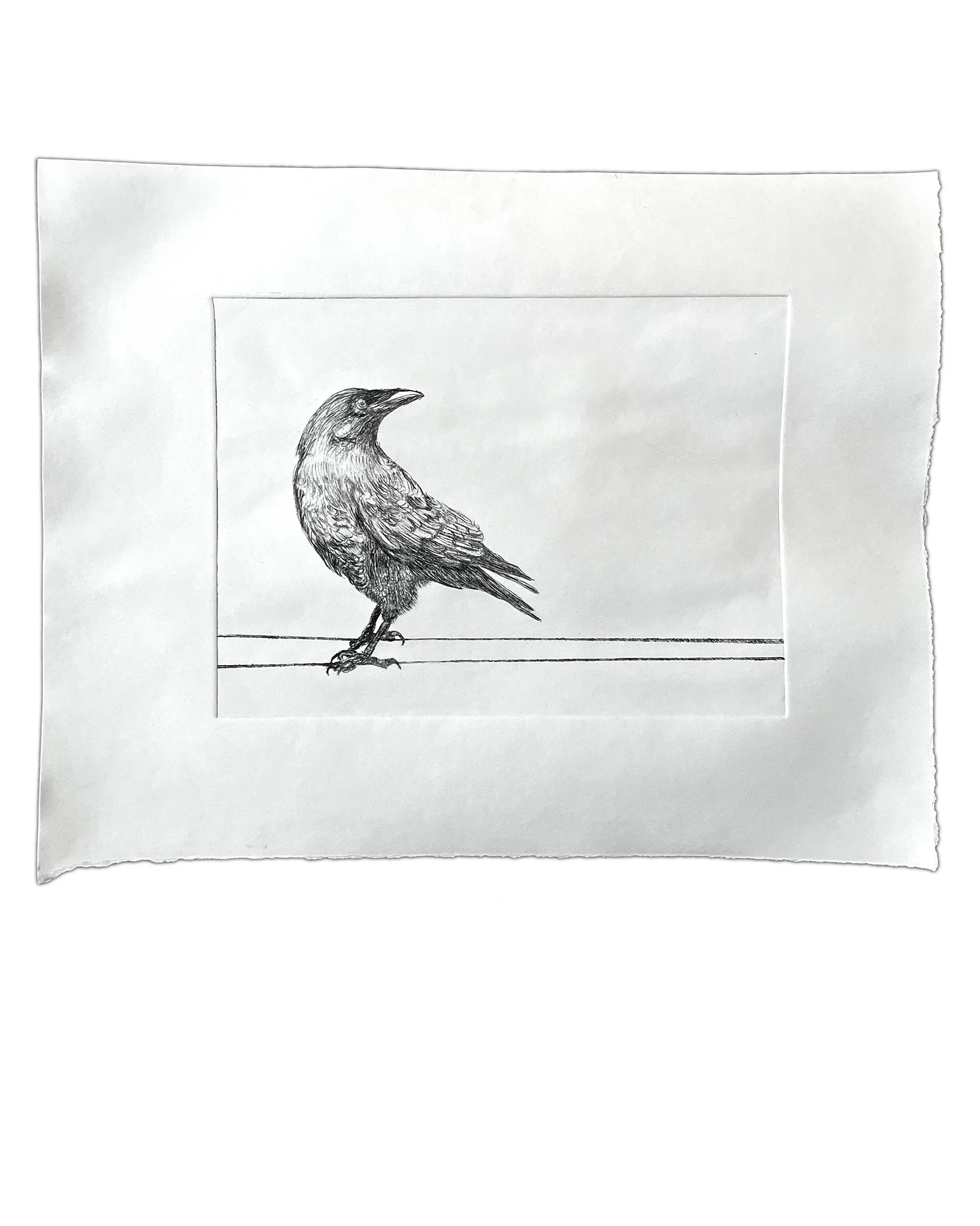Crow copy.jpg