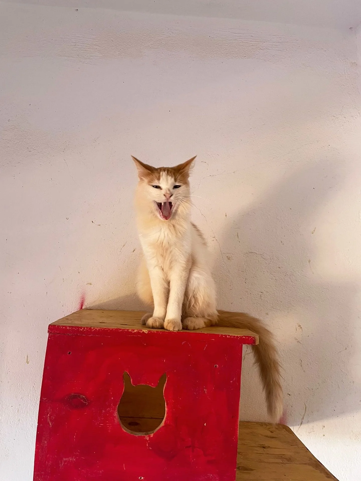 Good morning! We hope you all have a great day! ☀️

Finny says: &ldquo;Please donate for us. Our humans have a lot of us to care for. Thanks so much.&rdquo;

A bag of cat food is about $35. Donating even $1 can help contribute towards the animals. Th