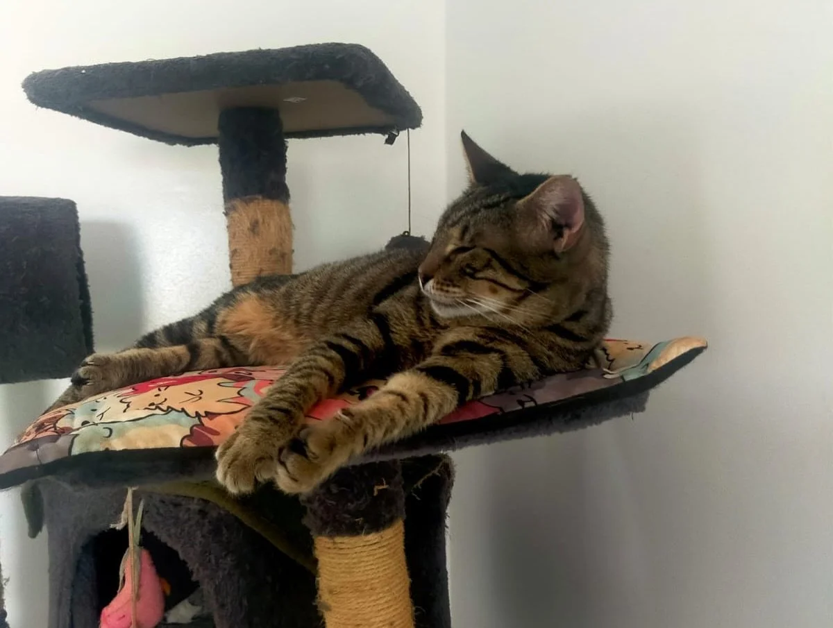 Snoozy kitties. 

The cats don&rsquo;t care what time it is - they nap wherever and whenever they want. That&rsquo;s the life! 

#animalsofinstagram #rescueanimals #adoptdontshop #animaltransformations #darsmorocco #animalsmatter #pets #animalsofmoro